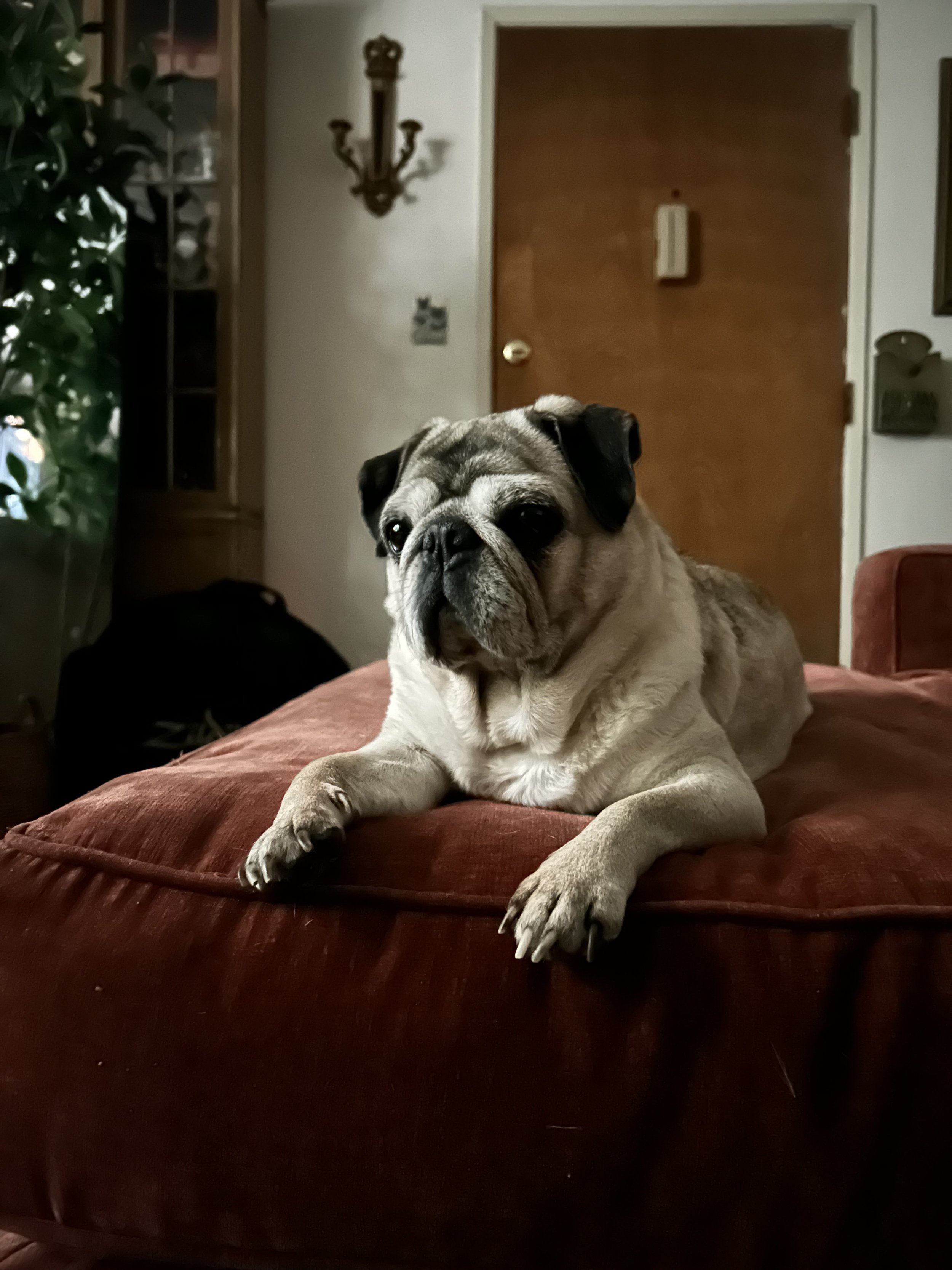 Spanky’s Adoption Story