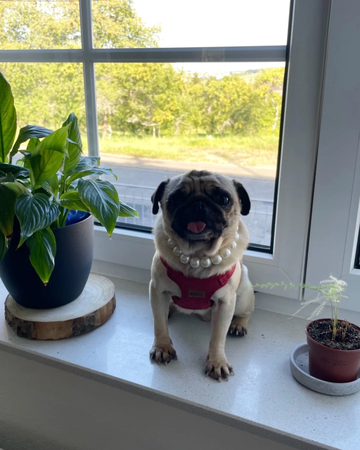 hazel’s Adoption Story