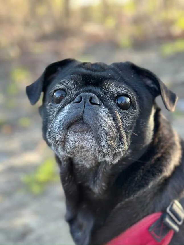 coco’s Adoption Story