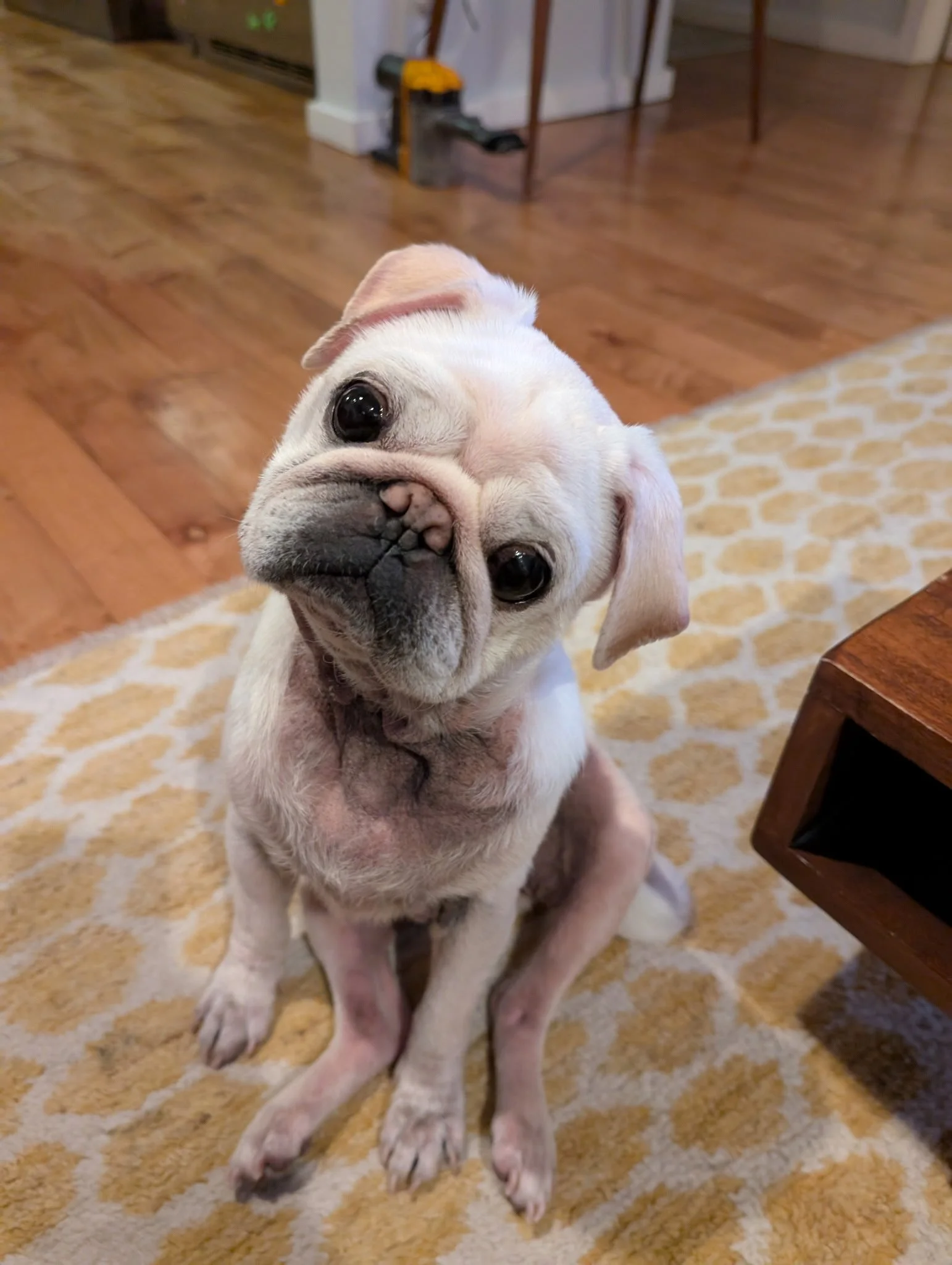 Fiyero’s Adoption Story
