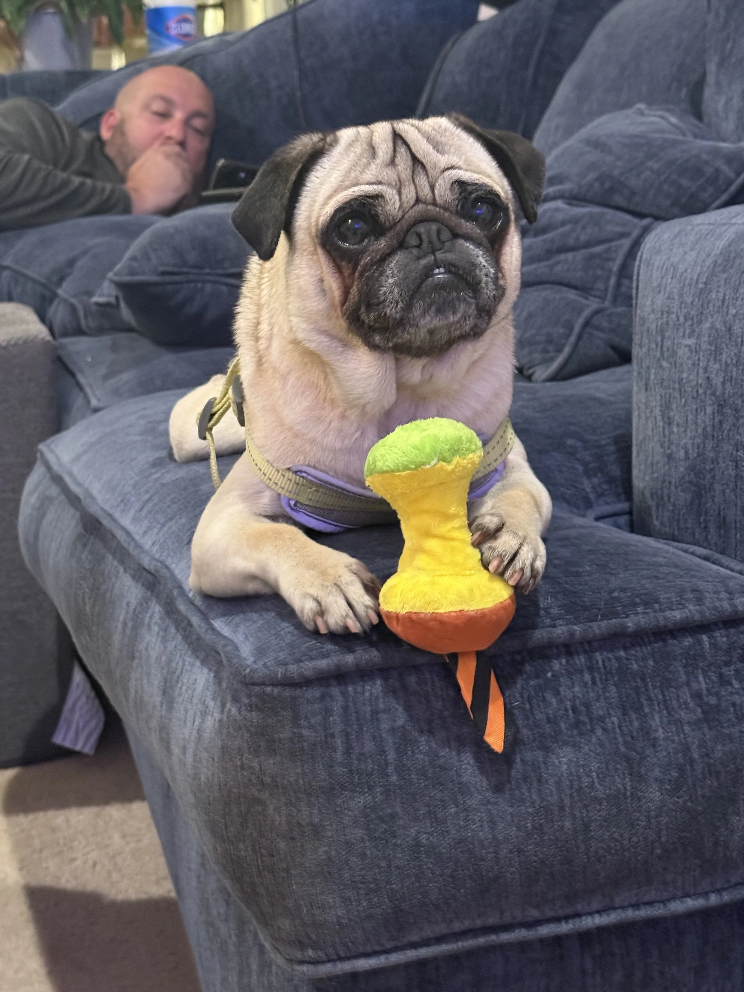 elvis’ Adoption Story