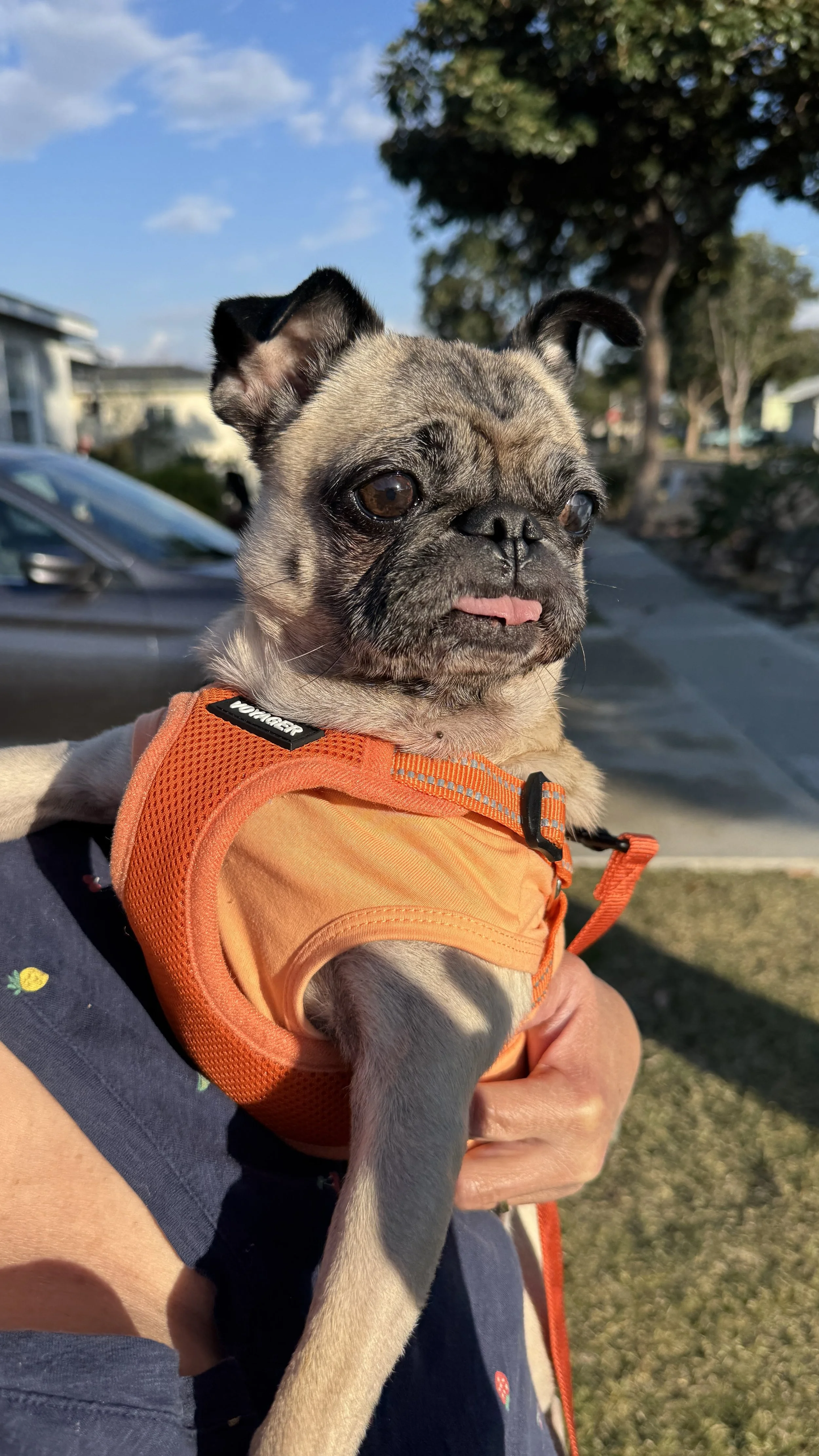 willow’s Adoption Story