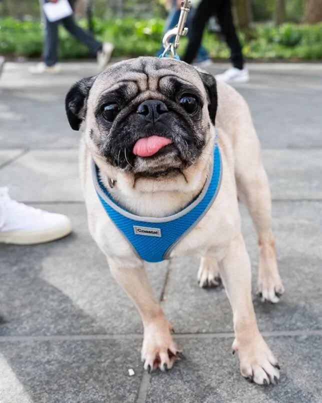 ChiChi’s Adoption Story 