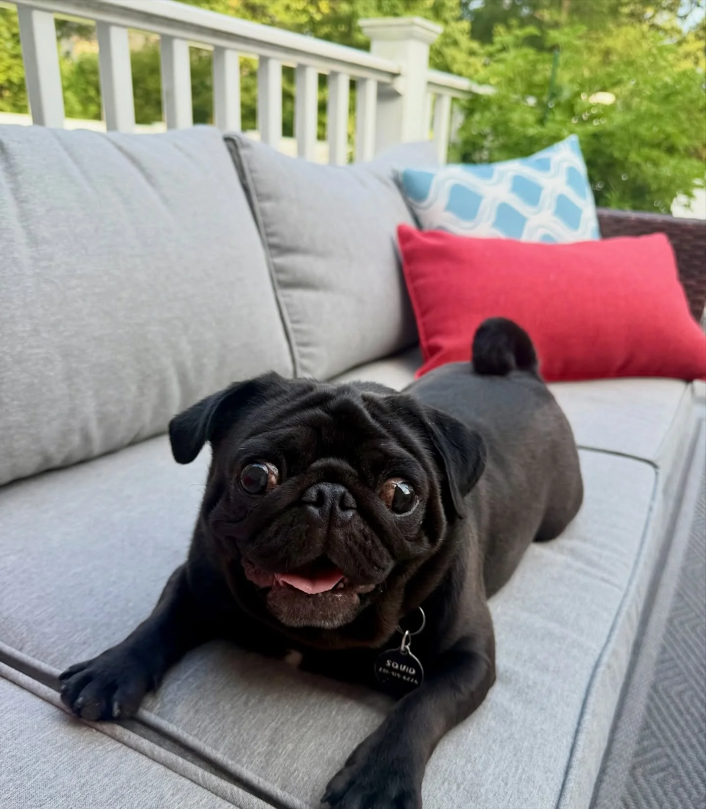 Squid’s Adoption Story