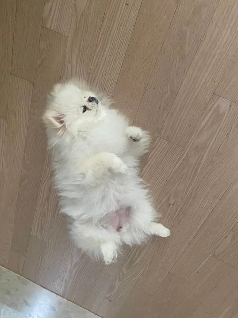 Gigil9.jpg