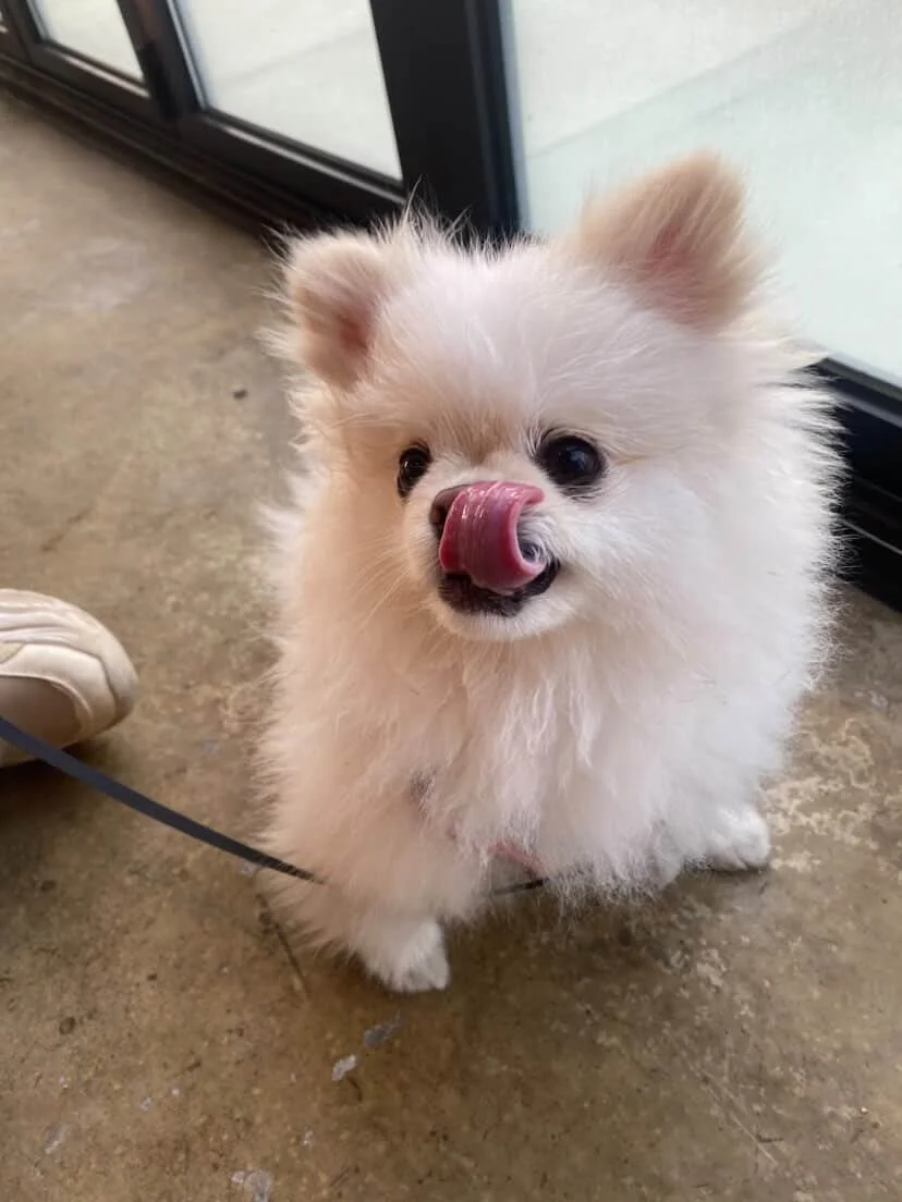 Gigil13.jpg