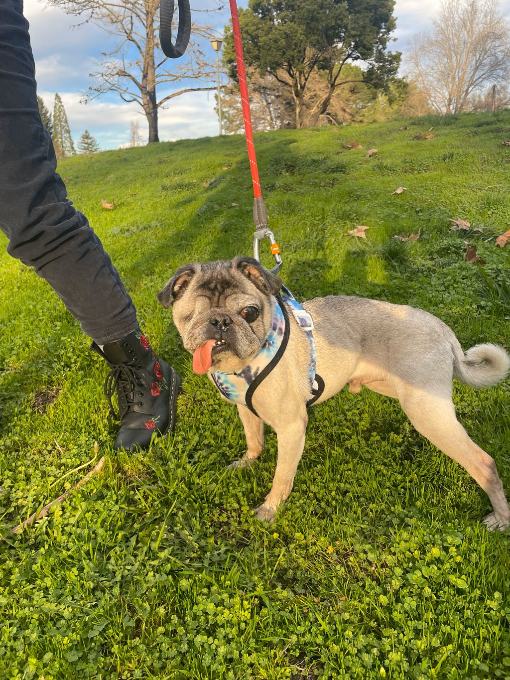 alfie-8.jpg