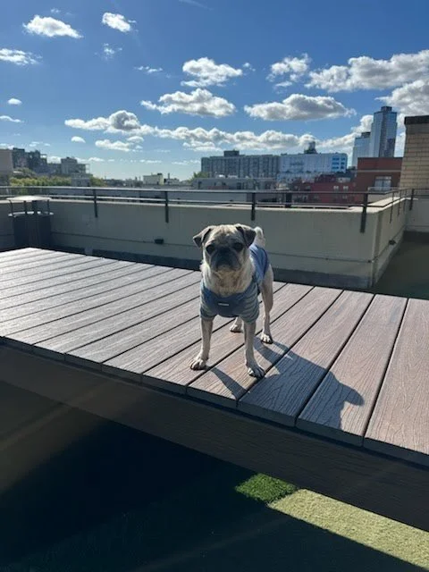Mookie2.jpg