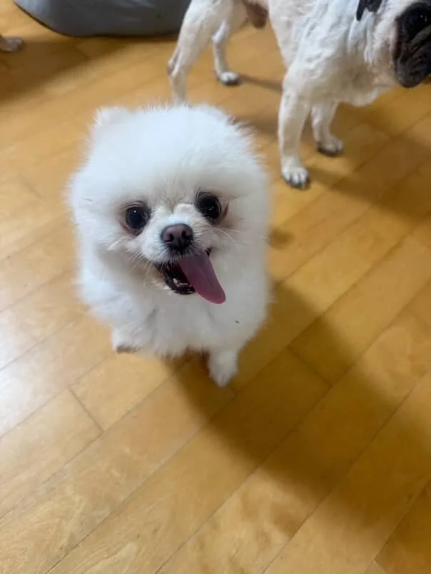 Gigil.jpg