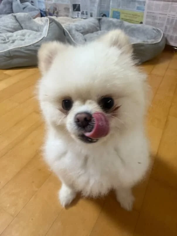 Gigil3.jpg