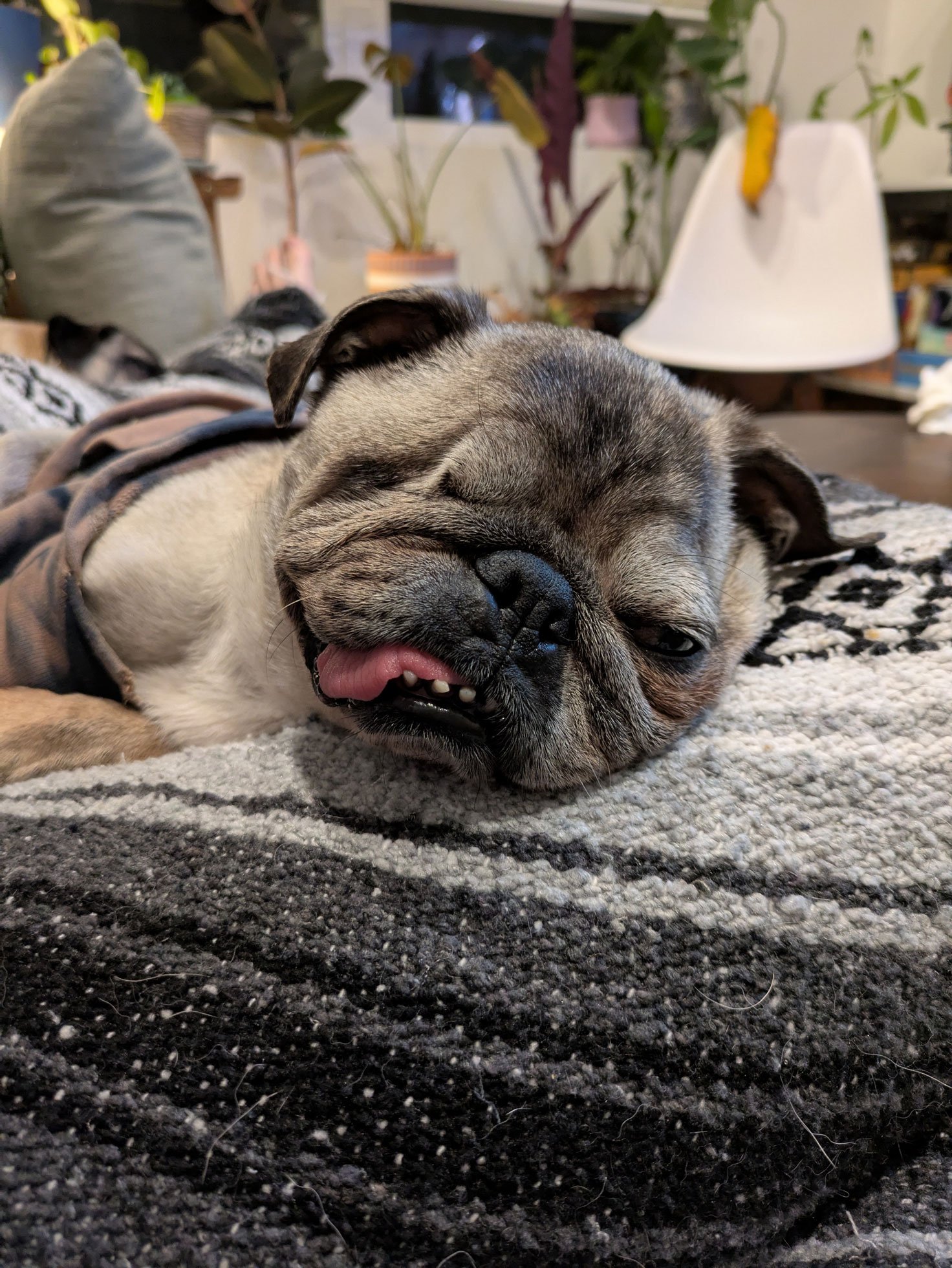 Alfie-1.jpg