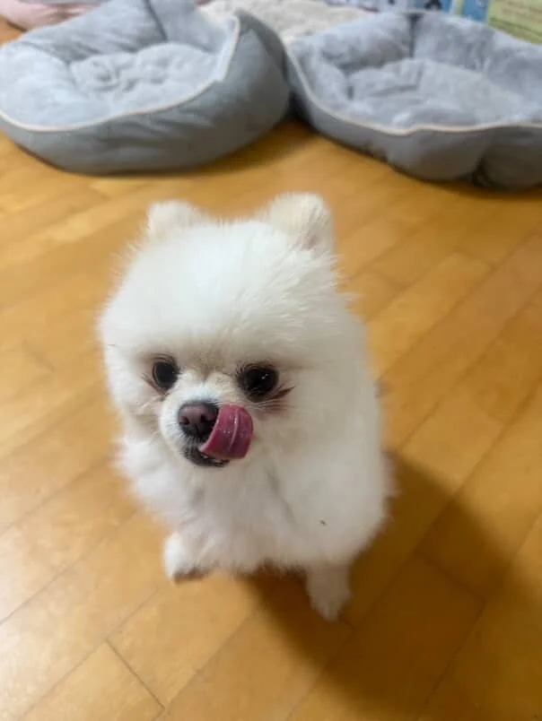 Gigil2.jpg