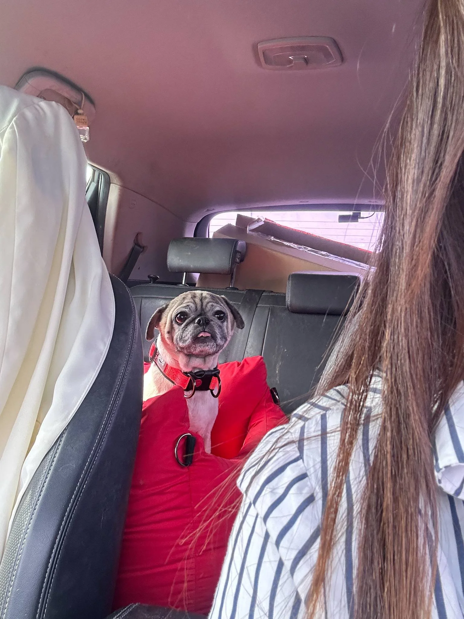 Freedom Ride2.jpg