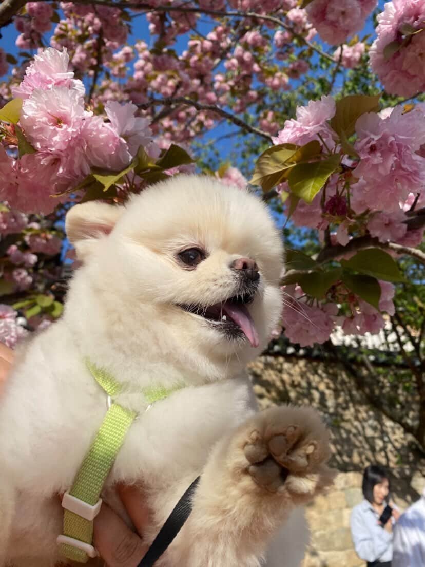 cherry blossom.jpg