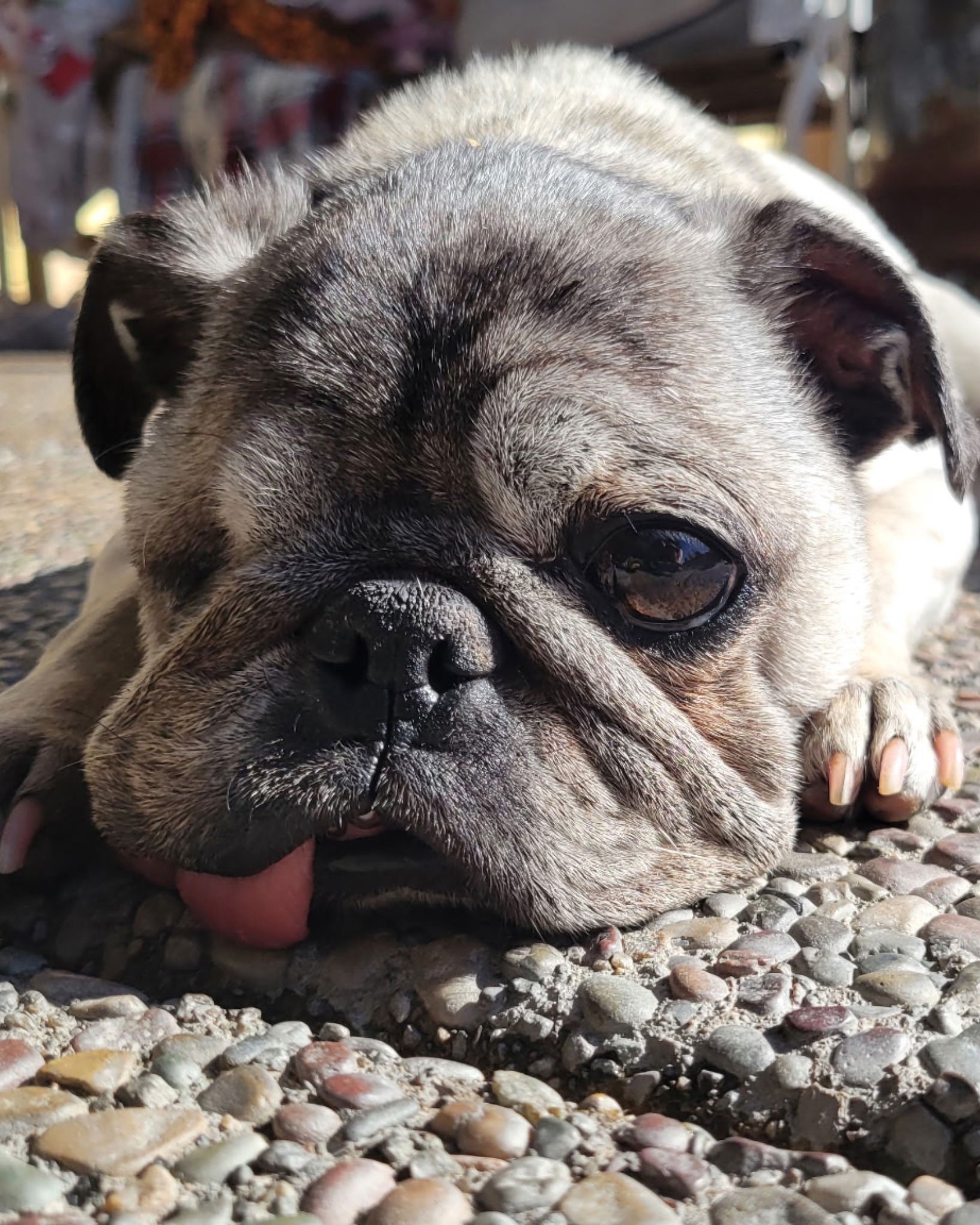 Alfie-4.jpg