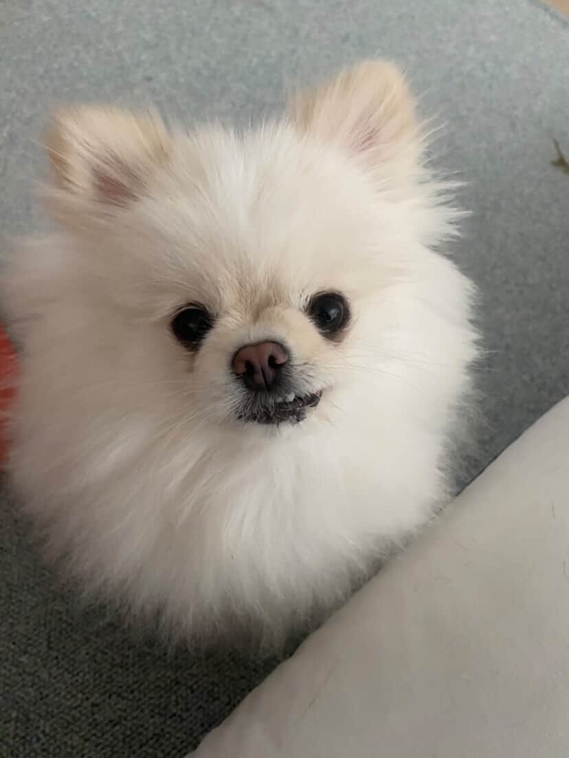 Gigil11.jpg