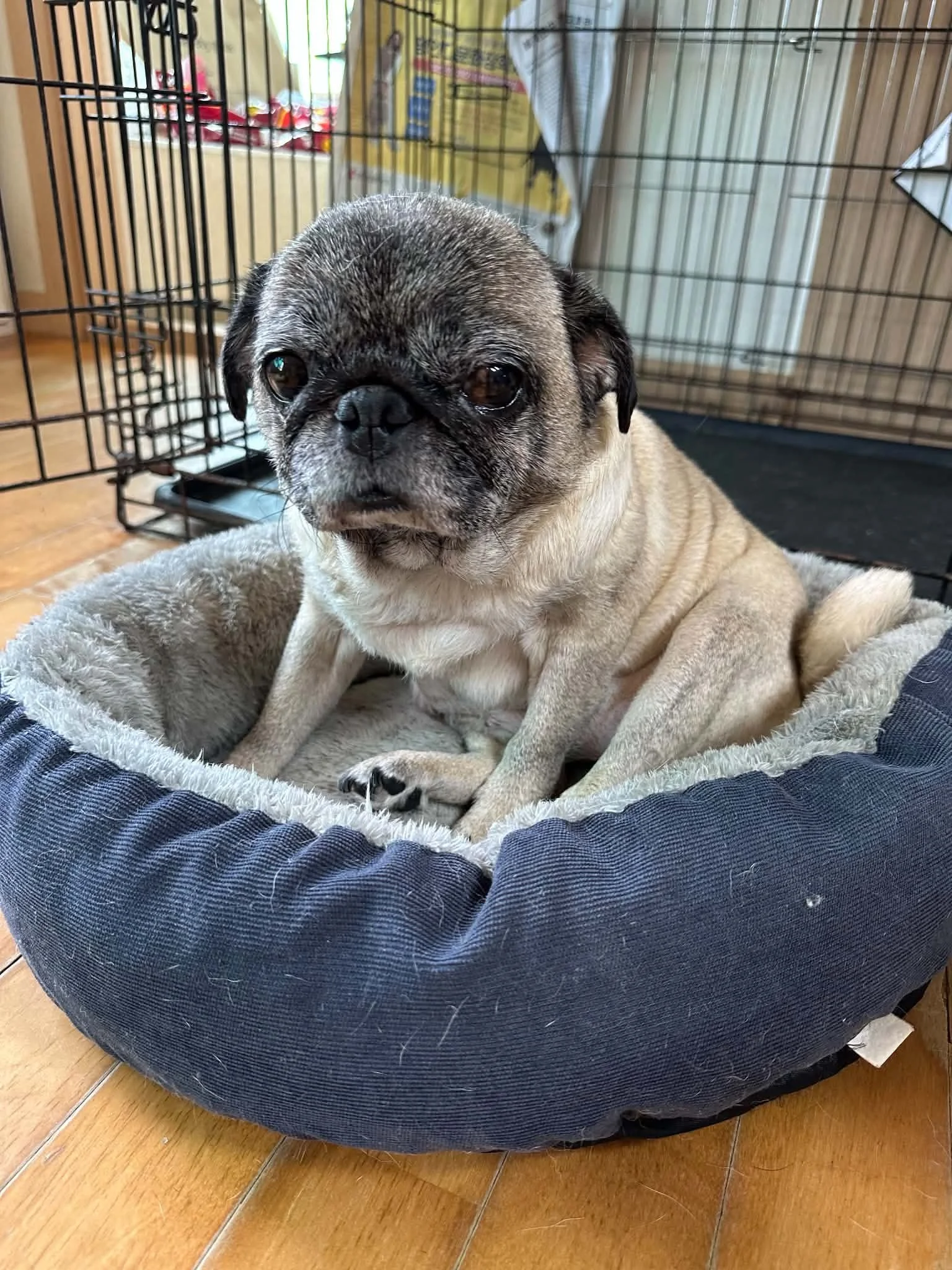 Polly9.jpg