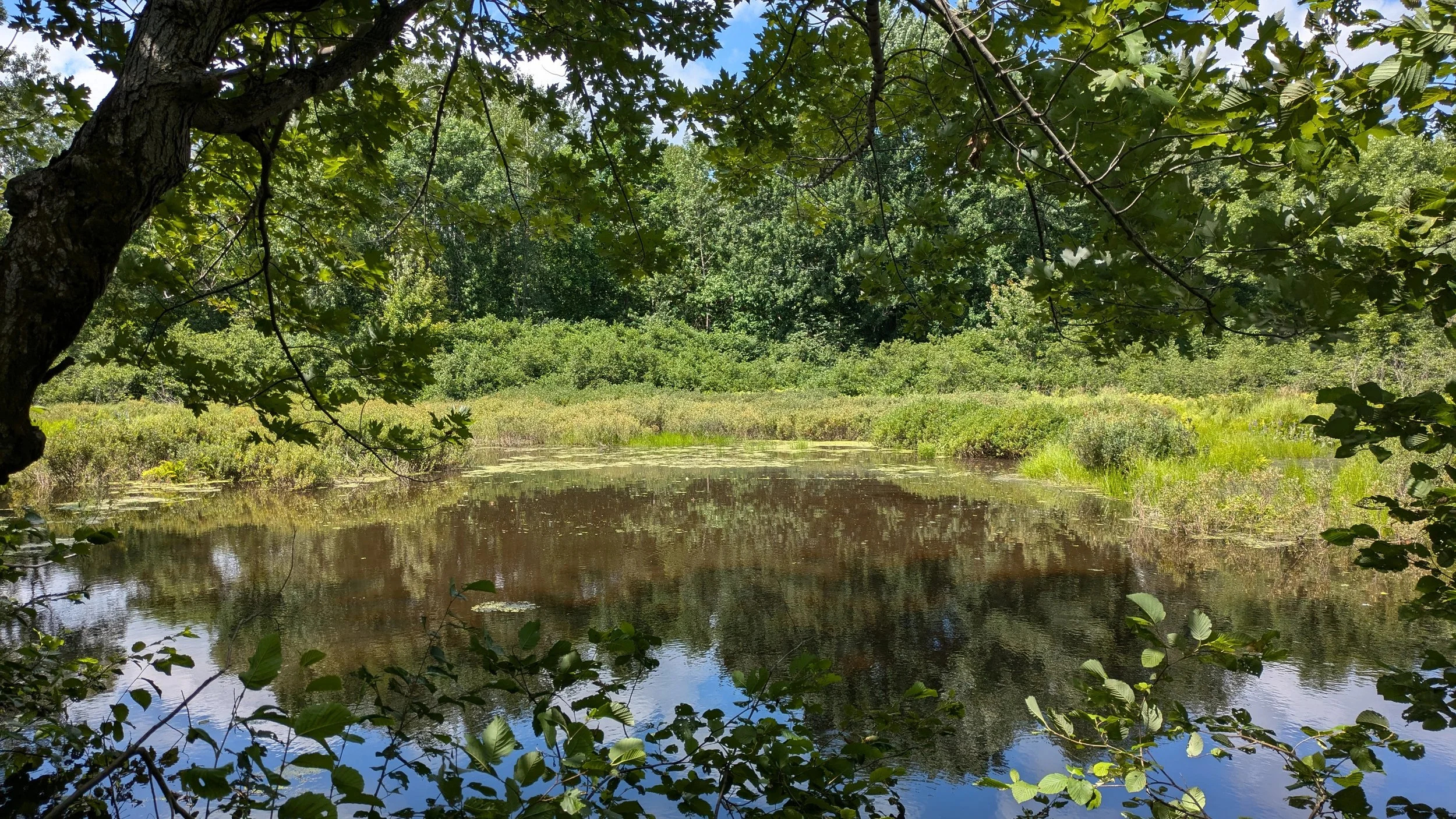 Giving Tuesday: Protecting Atlantic Canada’s Wetlands