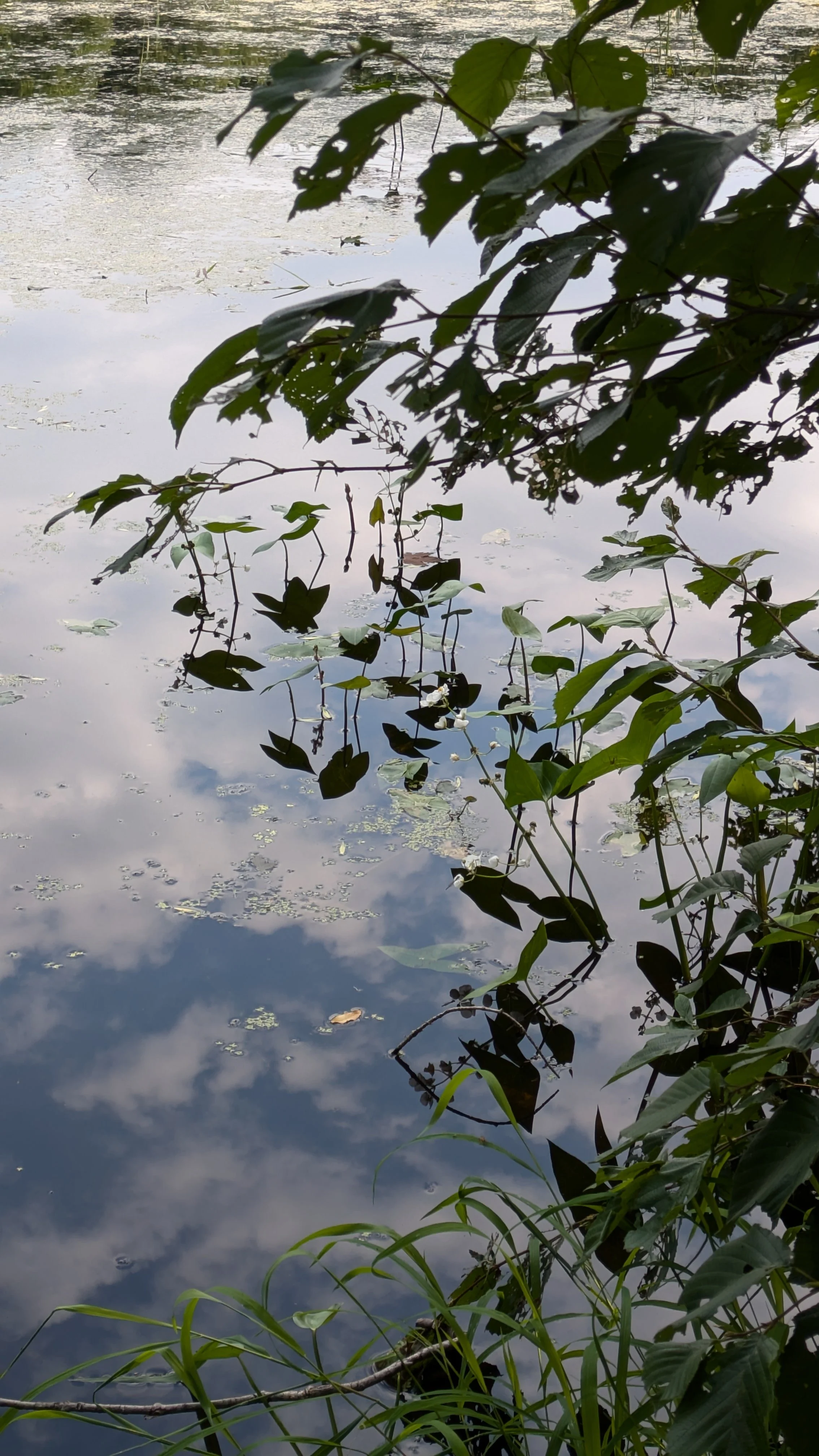 There’s Still Time to Give! Help Us Protect Atlantic Canada’s Wetlands