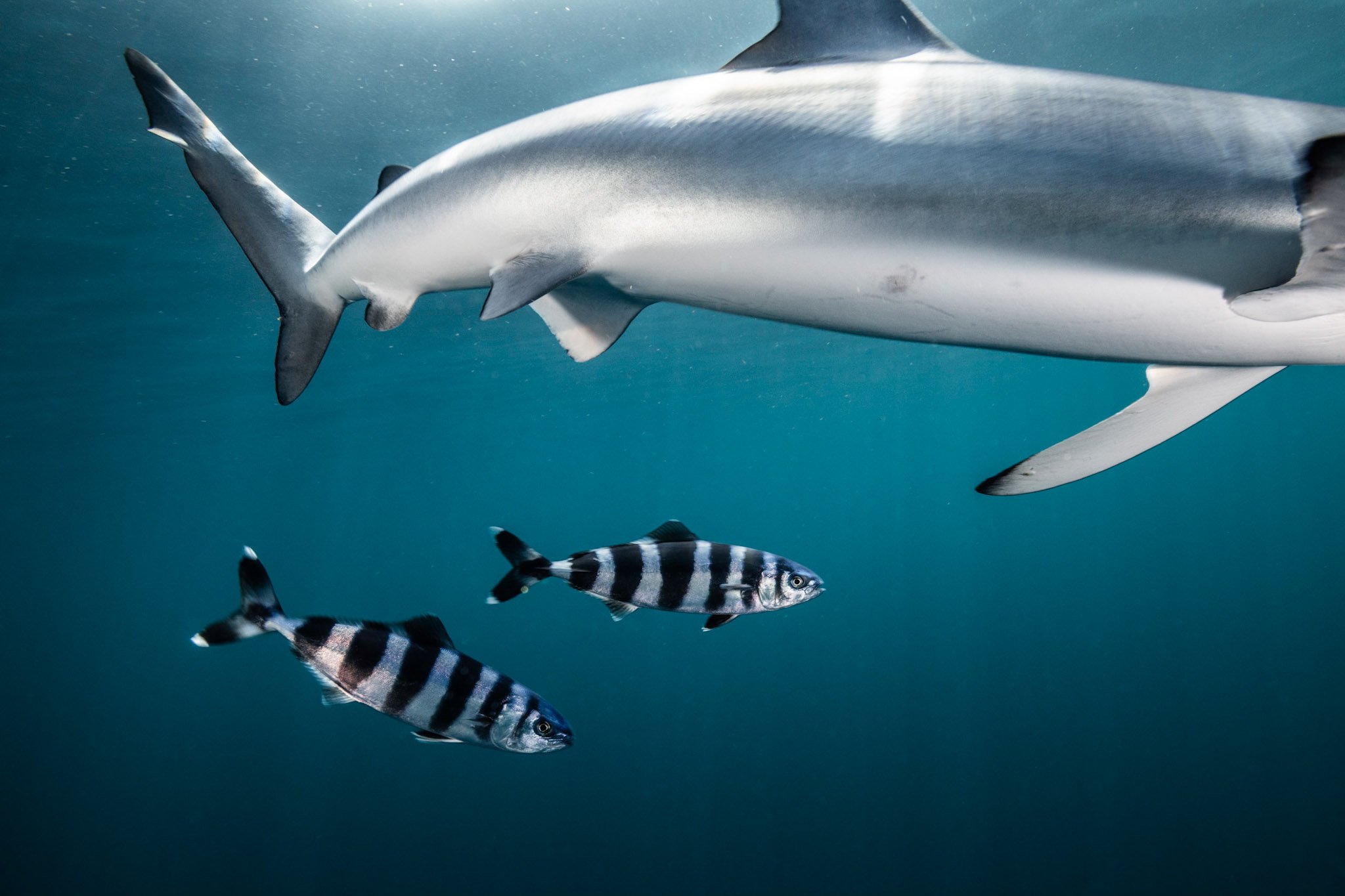 What’s New This Month: From Wetlands to High Seas, and ECEL Updates