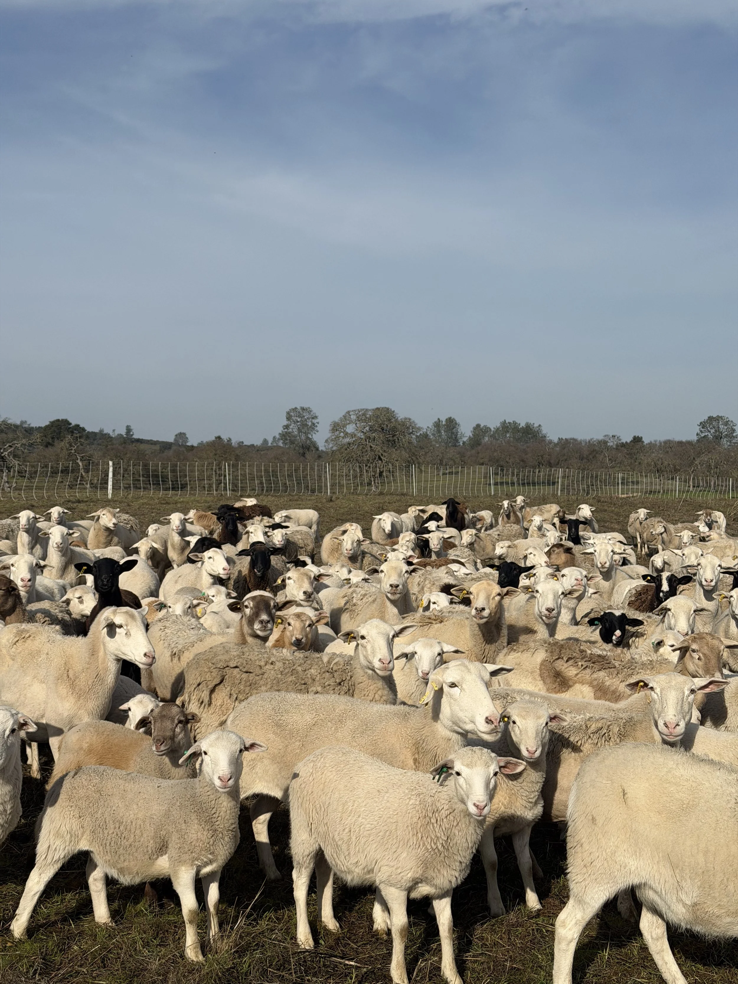 Pastured Whole Lamb Deposit
