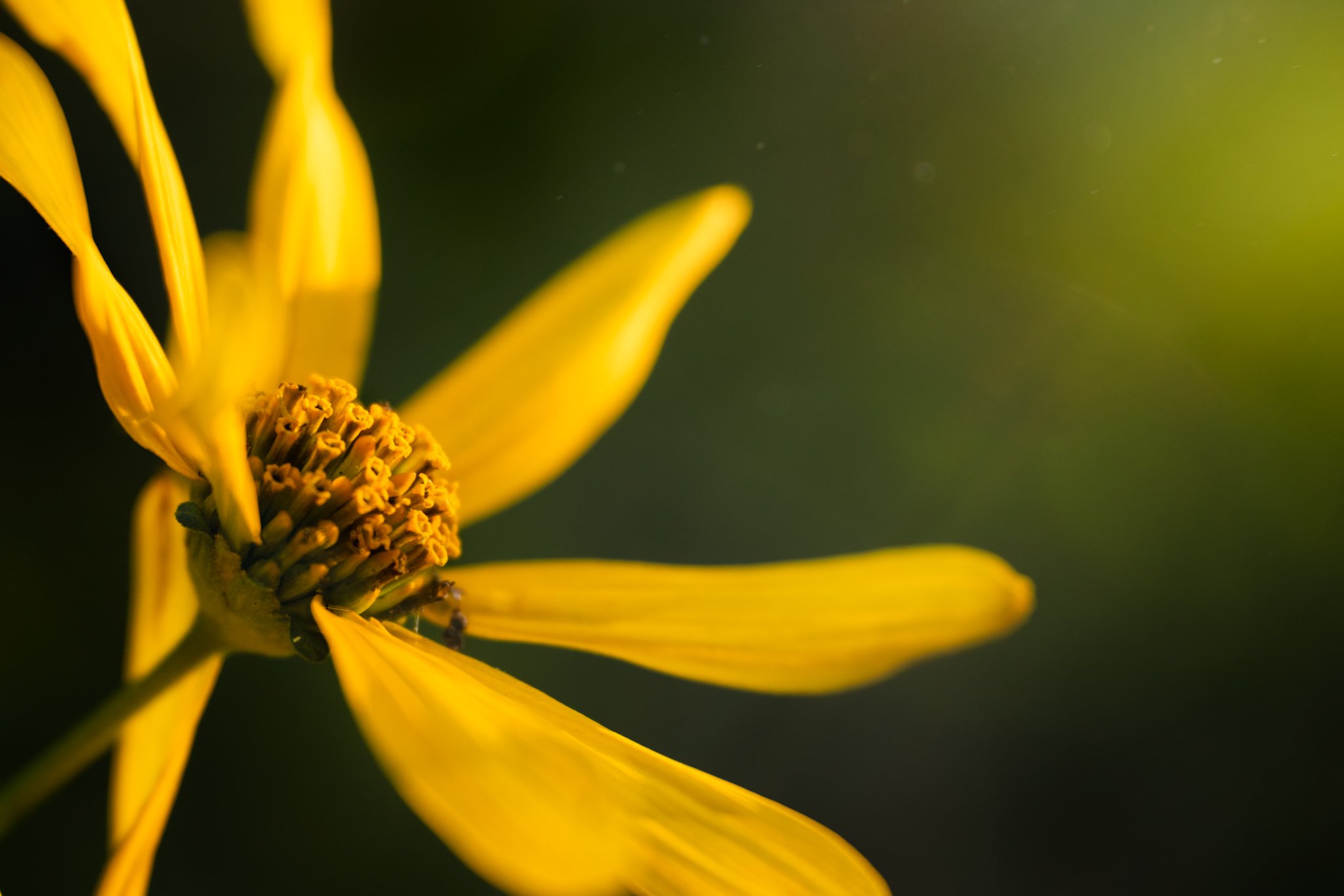 &ldquo;What if earth is God&rsquo;s great celebration, spinning and dancing and making music and beauty and inviting everyone in to feast and wonder? What if being itself is such a miracle that God gets endless enjoyment out of it?&rdquo; -- Steve Ga