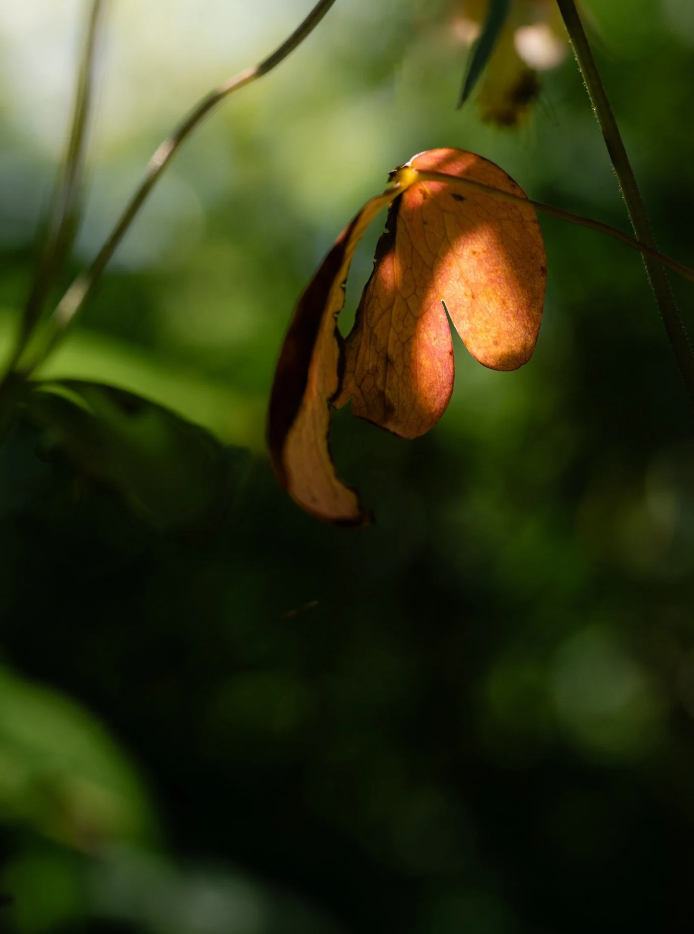 &ldquo;How beautifully leaves grow old. How full of light and color are their last days.&rdquo; - John Burroughs

New Jersey
📸 June 2025
.
.
.
#clickcommunity #womencapturemagic #naturephotography #newjersey #naturephotography #sonyalpha#lensbaby #s