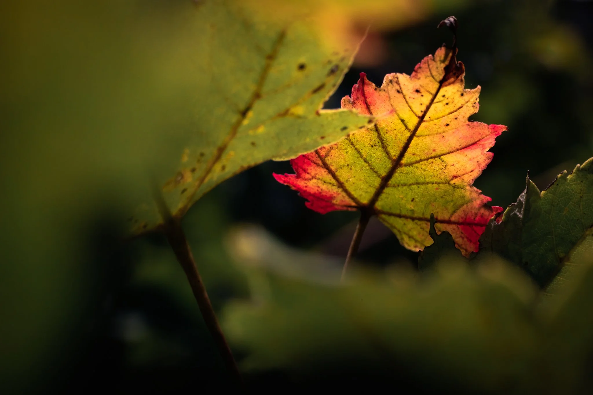 &ldquo;Autumn is a second spring when every leaf is a flower.&rdquo; &mdash; Albert Camus

New Jersey
📸 September 2022
.
.
.
#clickcommunity #womencapturemagic #naturephotography #newjersey #naturephotography