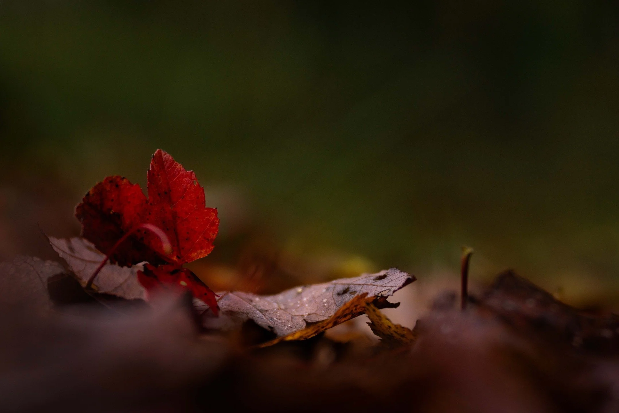 It&rsquo;s not peak leaf color in New Jersey yet, but my goodness, the leaves are beautiful right now. Their colors, shapes, textures, and lines &mdash; it&rsquo;s like little pockets of wonder waiting to be discovered. 

New Jersey
📸 September 2024