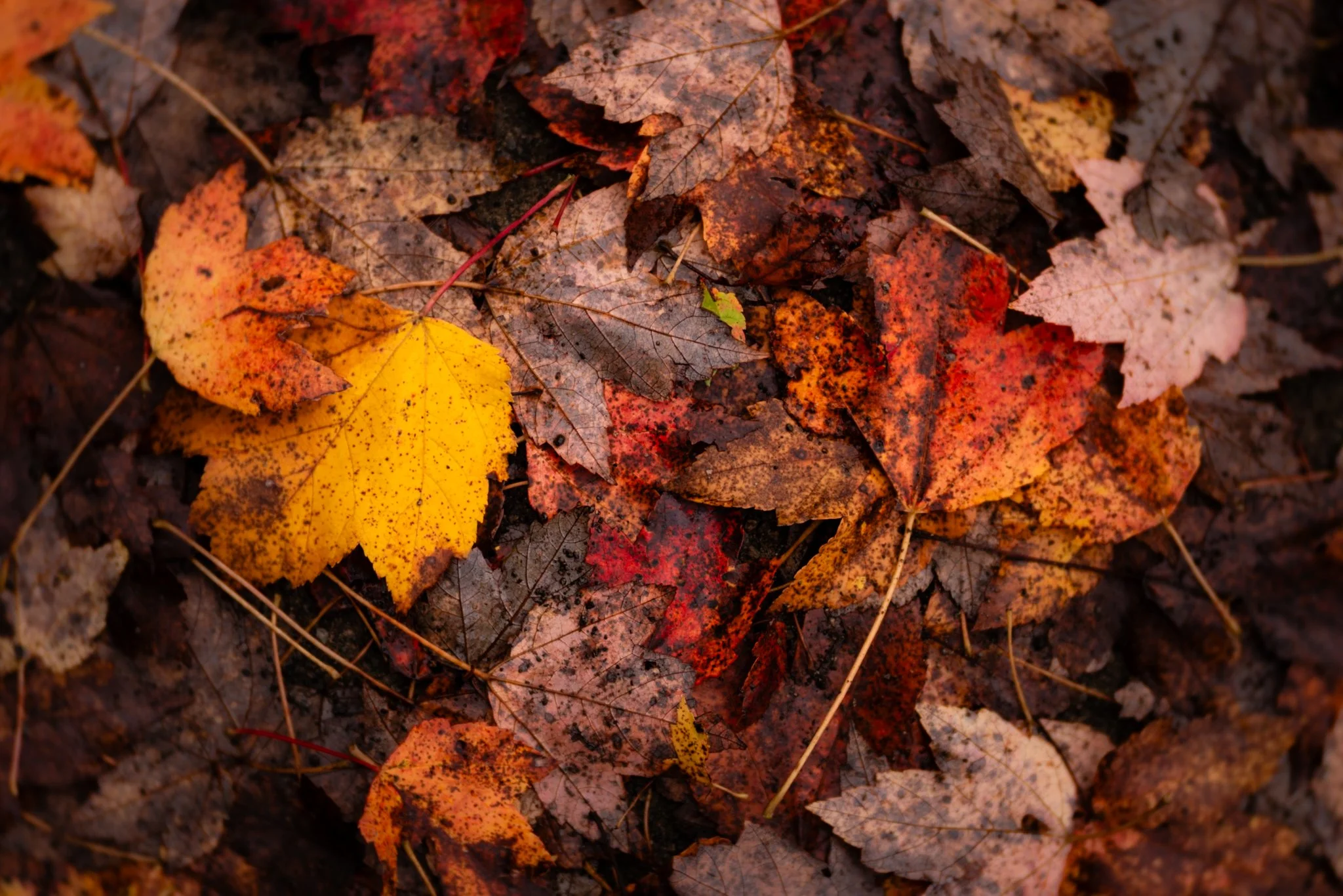 &ldquo;Every October it becomes important, no, necessary / to see the leaves turning, to be surrounded / by leaves turning&rdquo; - Lloyd Schwartz, &ldquo;Leaves&rdquo;

New Jersey
📸 September 2024
.
.
.
#clickcommunity #womencapturemagic #naturepho