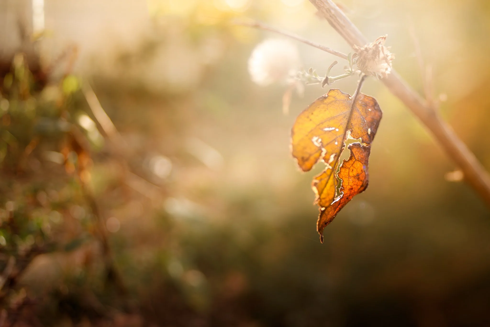 &ldquo;the leaves believe
such letting go is love
such love is faith
such faith is grace
such grace is god
i agree with the leaves&rdquo;
&mdash; Lucille Clifton

New Jersey
📸 October 2025
.
.
.
#clickcommunity #womencapturemagic #naturephotography 