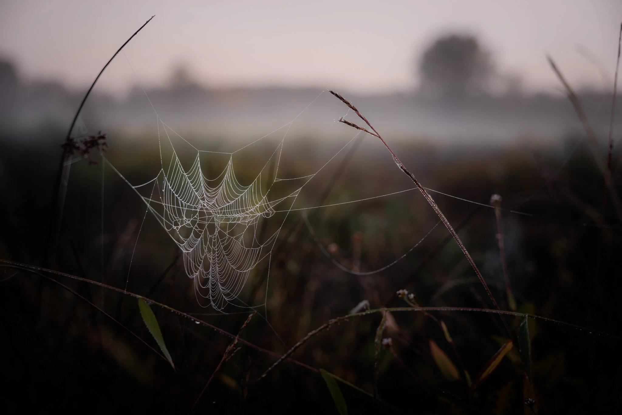 &ldquo;The spider brings the web out of herself and then lives in it. Remarkable.&rdquo;
&mdash; Joy Williams, from the book &lsquo;Harrow&rsquo;

New Jersey
📸 September 2024
.
.
.
#clickcommunity #womencapturemagic #naturephotography #newjersey #na