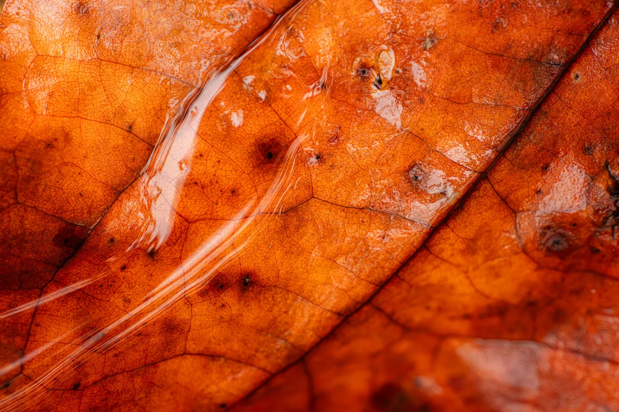 &ldquo;Whatever departs from you will shine,
bathed in the light of your release.

Let these leaves be in you, who in the varied
radiance of their surrender say simply, &lsquo;Yes.&rsquo;&rdquo;

&mdash; Steve Garnaas-Holmes

New Jersey
📸 October 20