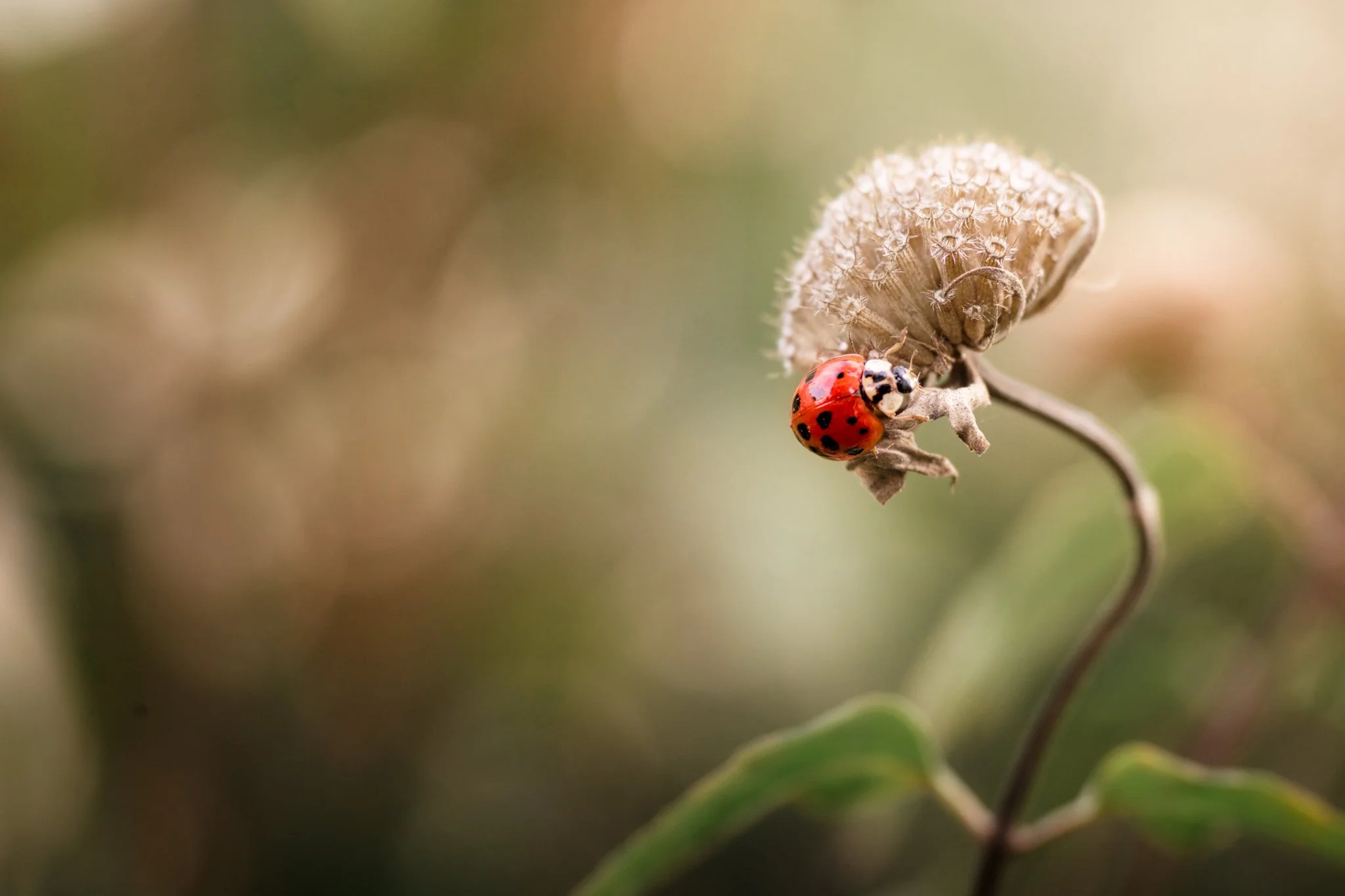 &ldquo;Somebody has to believe in the saving of things,
not for reward or applause,
but for the wild holiness
of noticing.

And maybe no one will ever see
no cameras, no crowds, no speeches.
But the ground remembers
where they&rsquo;ve stepped,
and s