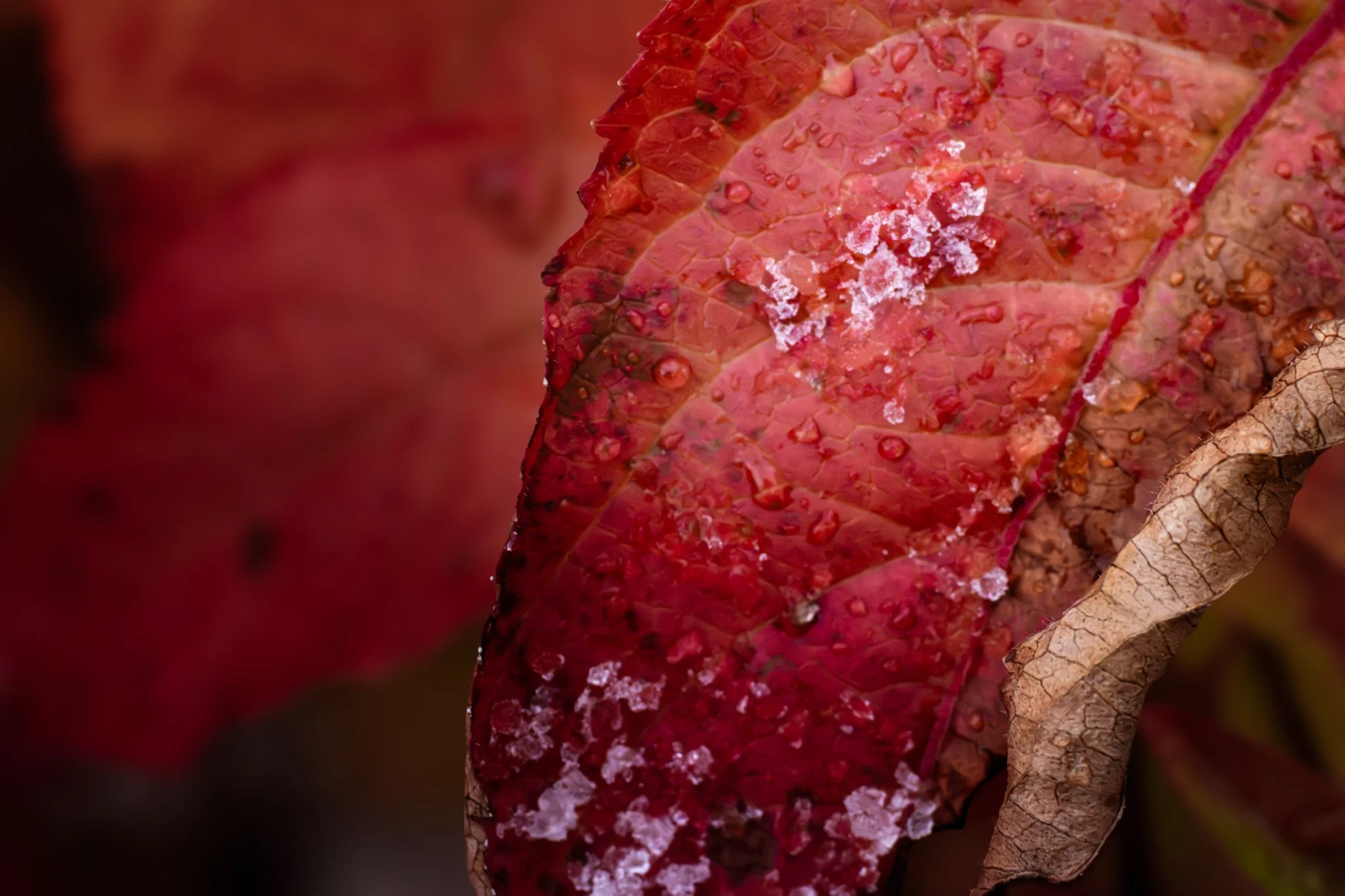 &ldquo;Through the seasons we will go
Turn me into the light of morning,
Summer rain and winter snow.&rdquo;

&mdash; Peter Mayer, &ldquo;Turn Me Earth&rdquo;

And just like that, it seems, autumn begins to turn to winter. The first wintry precipitat