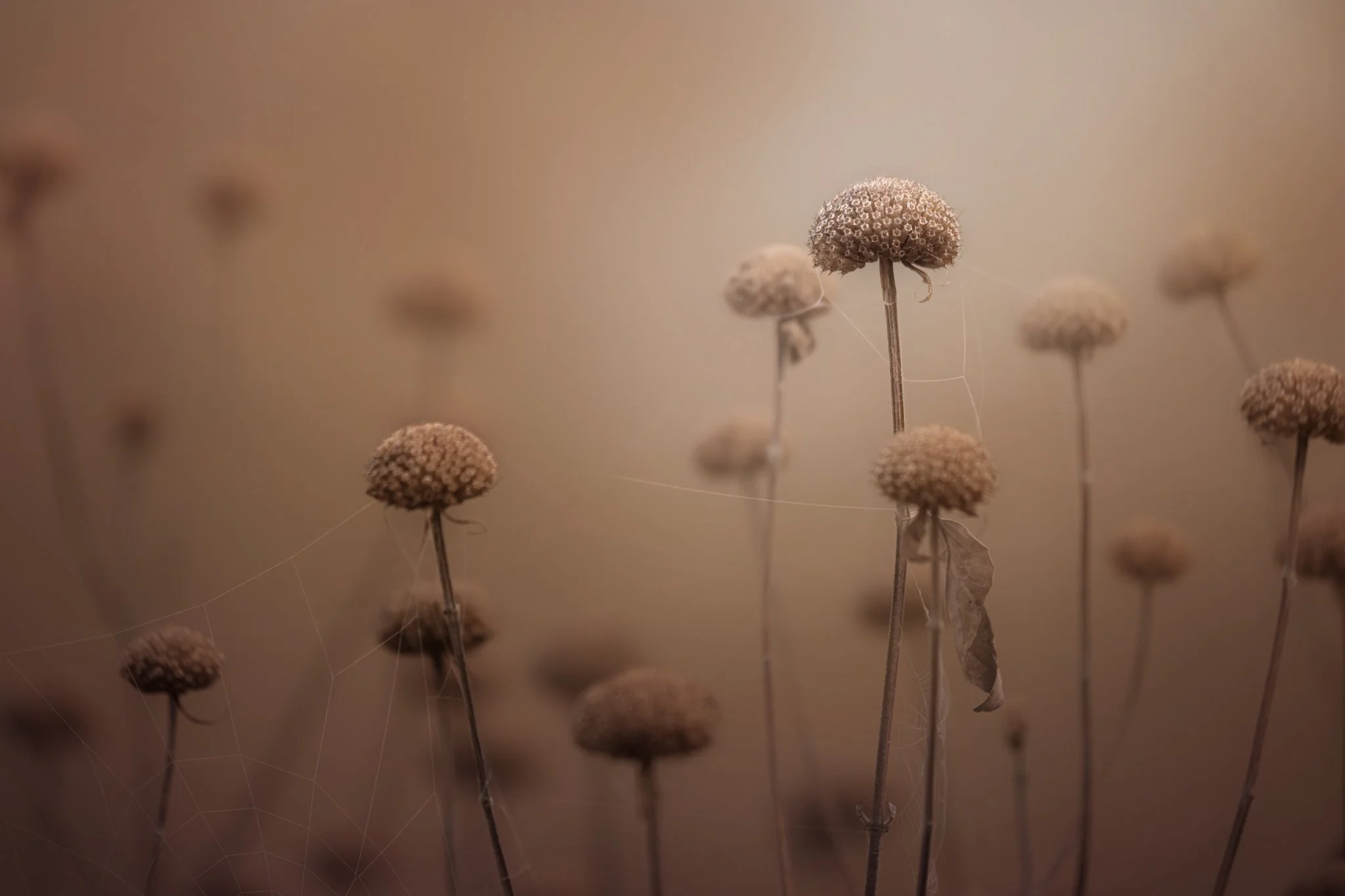 &ldquo;This is an interesting planet. It deserves all the attention you can give it.&rdquo;

&mdash; Marilynne Robinson

It really is an interesting planet. Even as my backyard shifts to more quiet and subtle displays of beauty, there&rsquo;s still a