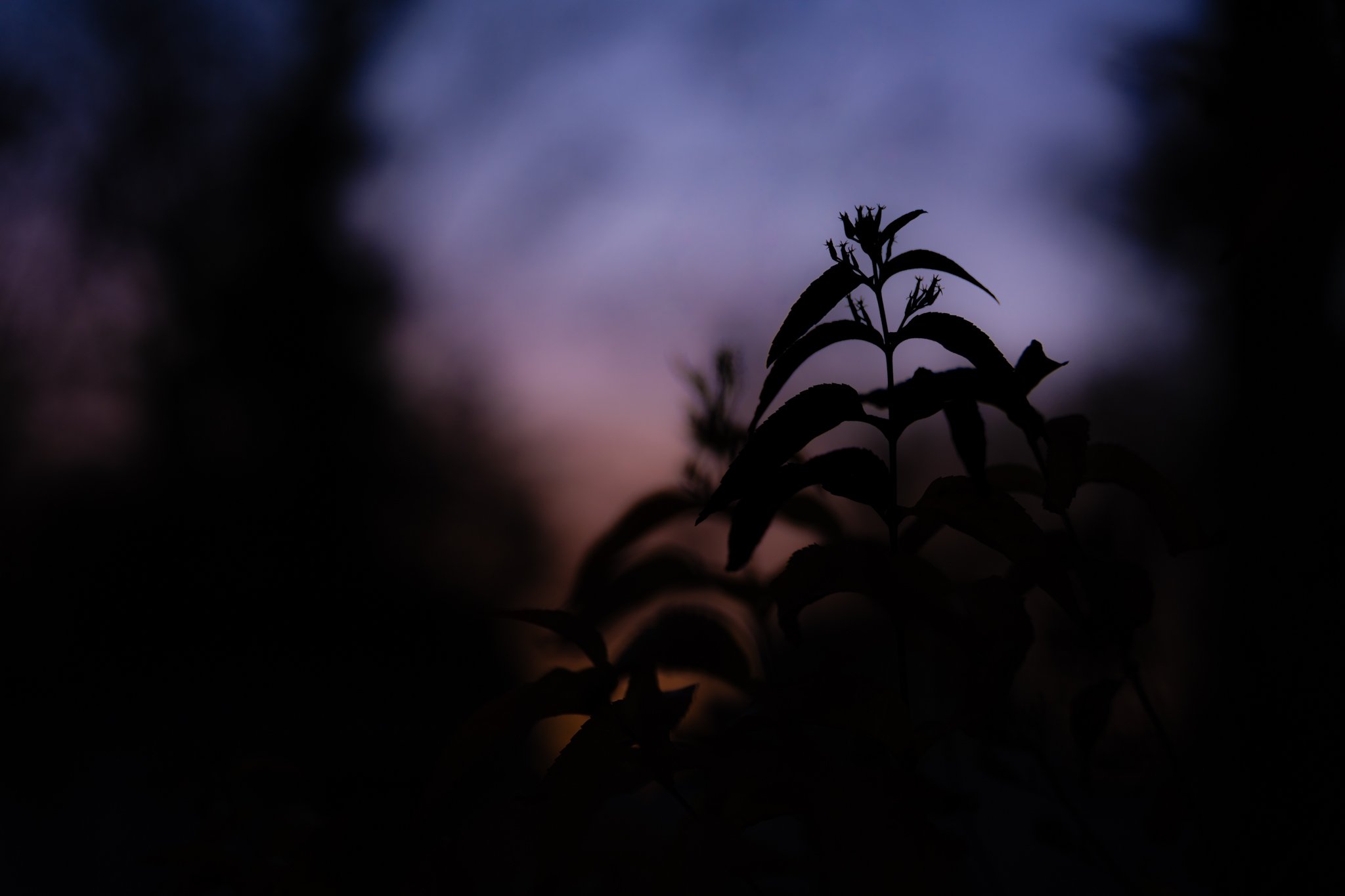 &ldquo;But fireflies exist in the darkness,
and stars and the moon too.
Such wonder and beauty covered
in the dark, shining in the silence.
It does not matter if you feel joy,
or pain, or sorrow; you can find
wonder in the silence and
all the wisdom 