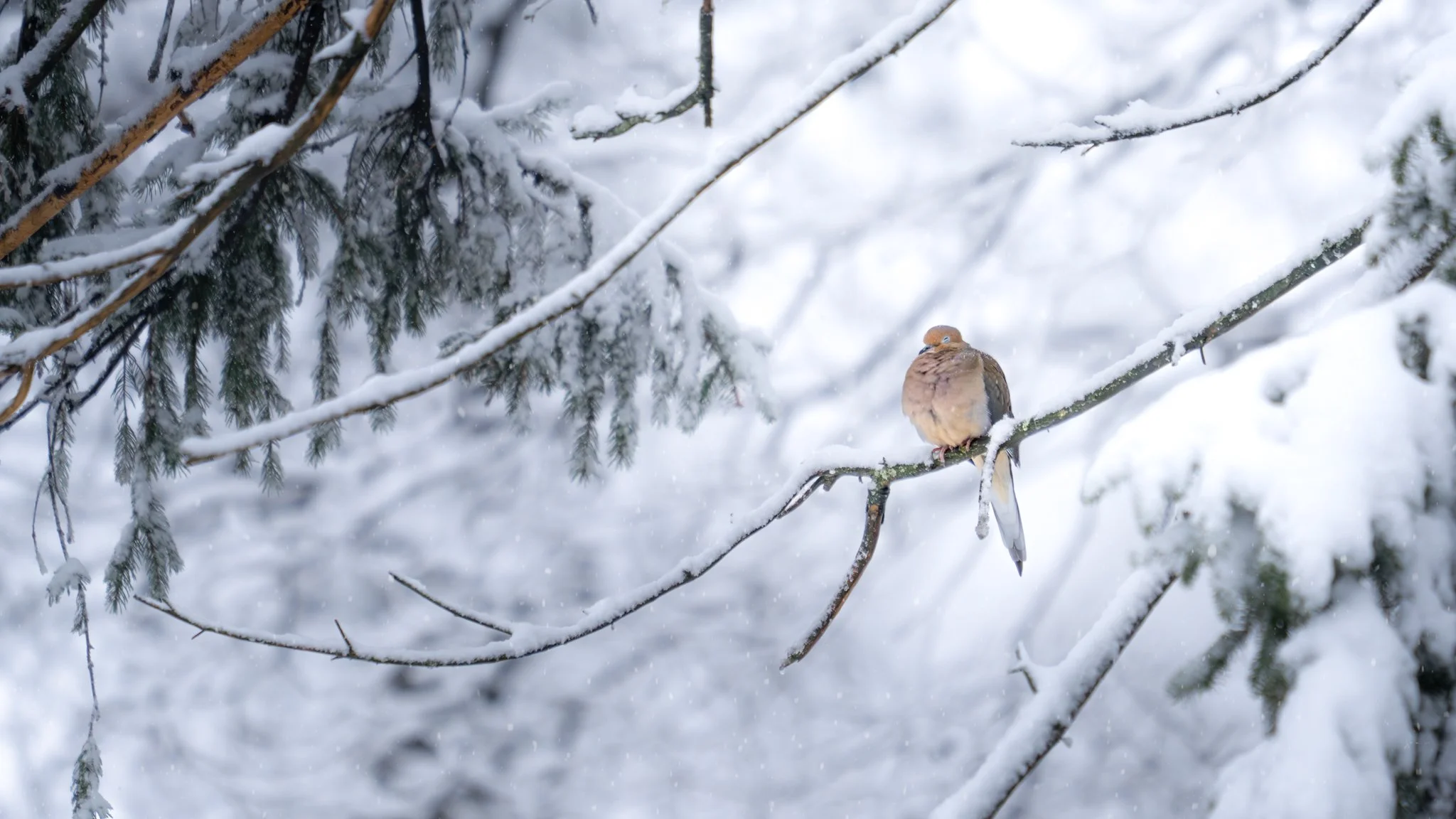 I hope you have some cozy moments this week ❄️

Mourning dove (Zenaida macroura)
New Jersey
📸 February 2024
.
.
.
#clickcommunity #womencapturemagic #naturephotography #newjersey #naturephotography #sonyalpha