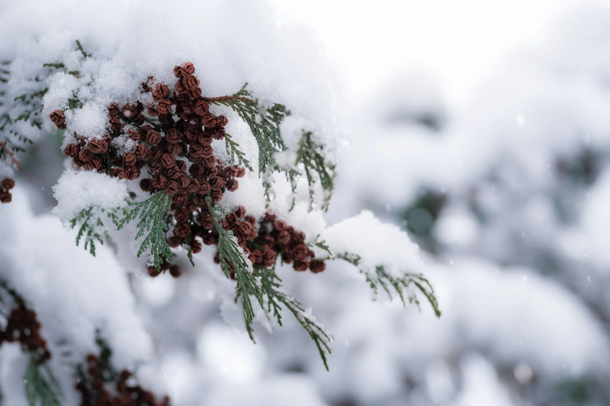 Happy Holidays! May this season offer you moments of rest, gentleness, and reminders of grace. 

New Jersey
📸 December 2025
.
.
.
#clickcommunity #womencapturemagic #naturephotography #newjersey #naturephotography #sonyalpha