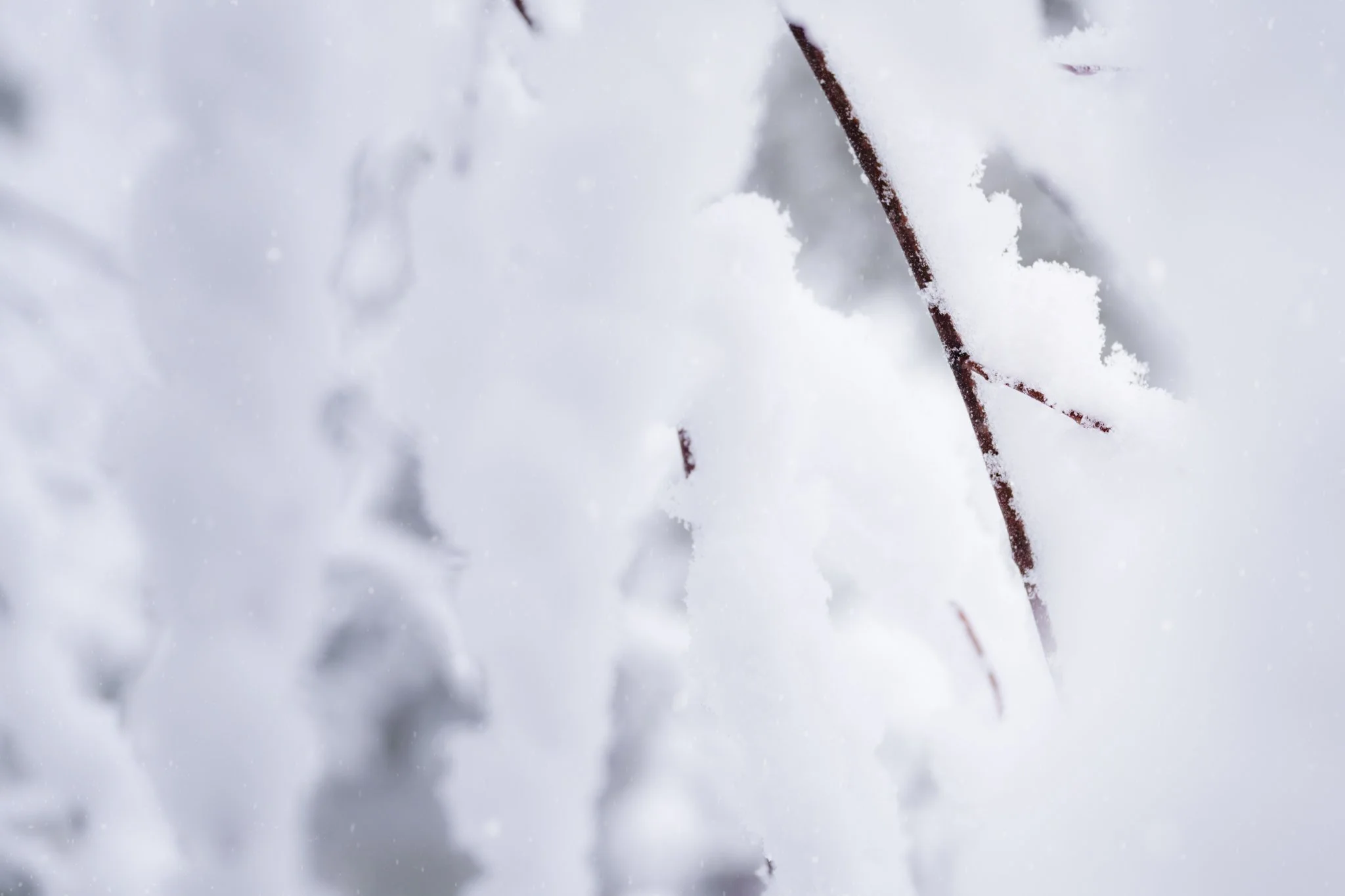 We can still find moments of rest and pause in the midst of what we have going on. I hope you find what your spirit needs this week ❄️

New Jersey
📸 December 2025
.
.
.
#clickcommunity #womencapturemagic #naturephotography #newjersey #naturephotogra