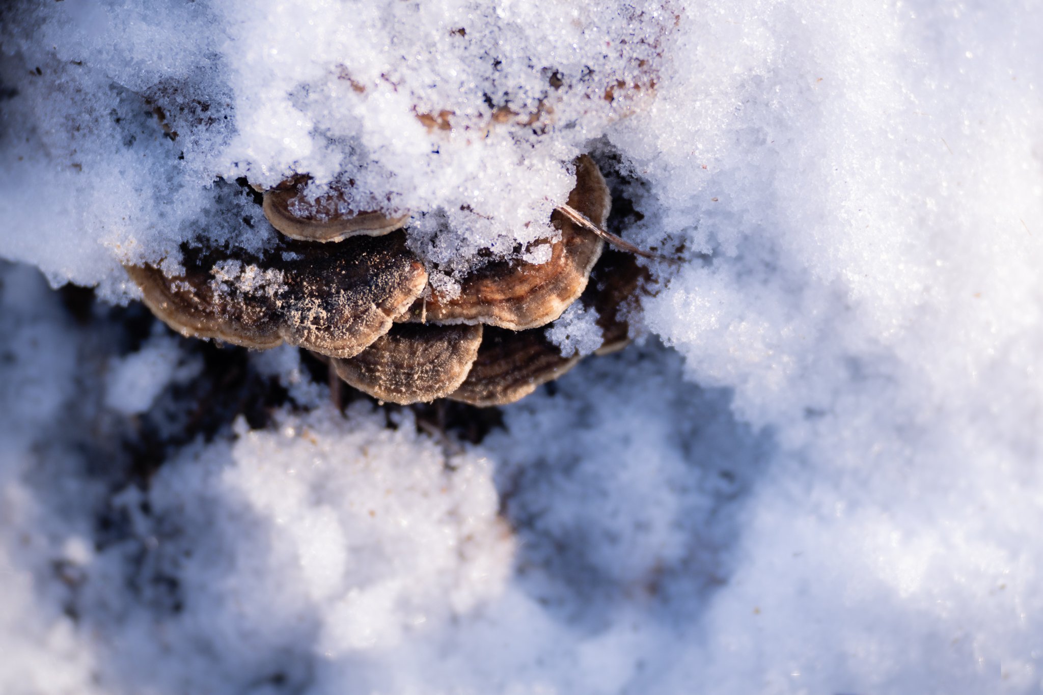 "Nothing in nature is productive all year. Apple trees don&rsquo;t panic when their leaves fall or feel shame for not making fruit in February. The creatures know winter is a lean time, a necessary paring back and time of preparation for later a