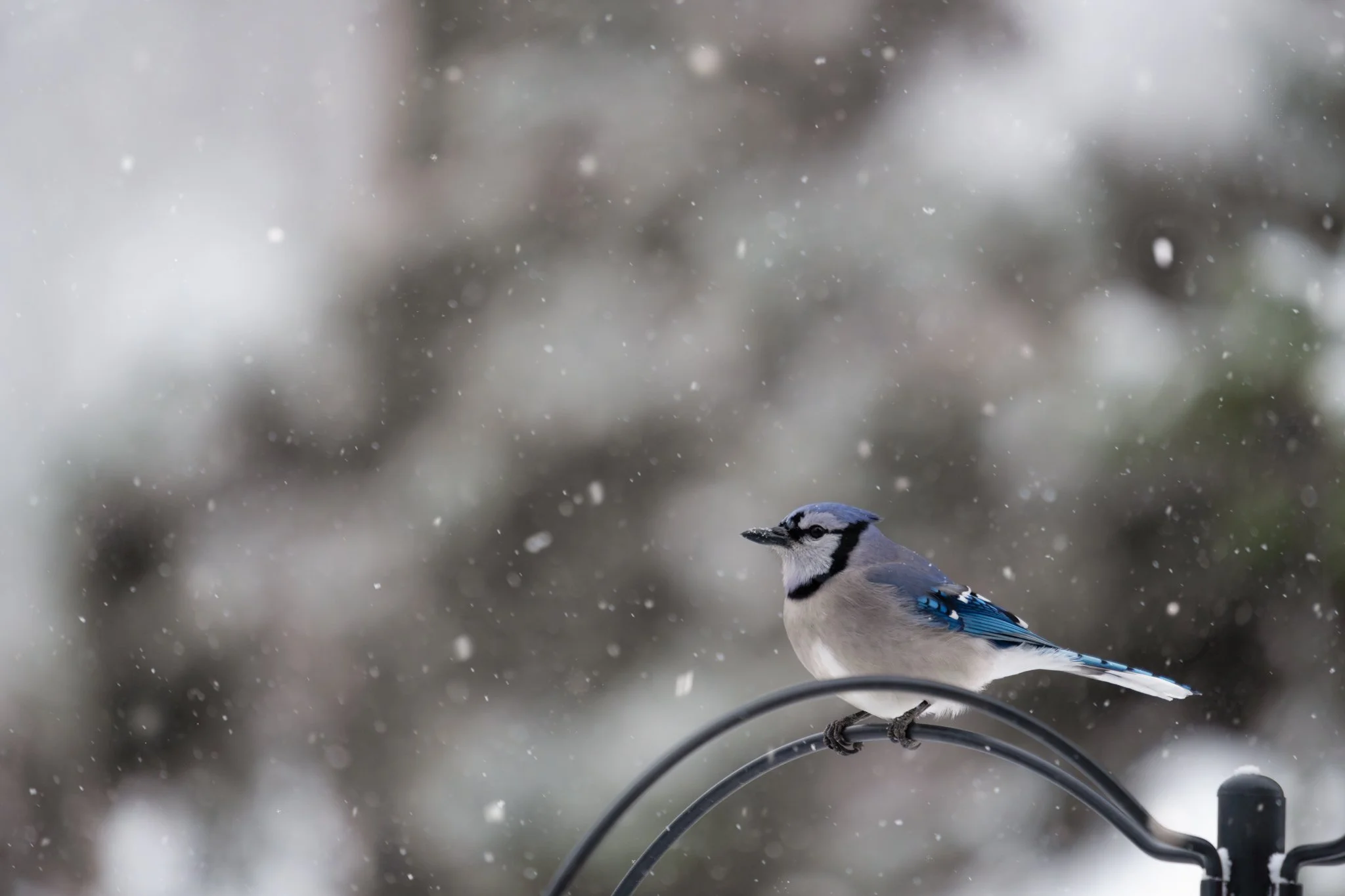 Blue Jay (Cyanocitta cristata)
New Jersey
📸 January 2025
.
.
.
#clickcommunity #womencapturemagic #naturephotography #newjersey #naturephotography #sonyalpha