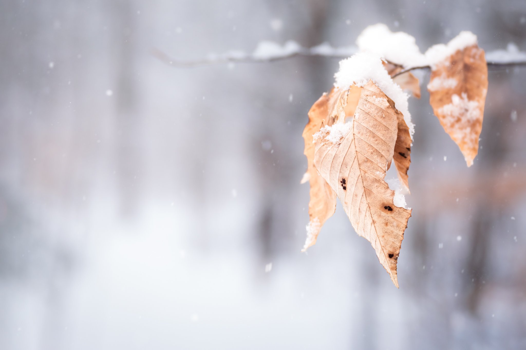 Snow always looks so beautiful as it embraces the branches and leaves. What beauty are you noticing today?

New Jersey
📸 February 2022
.
.
.
#clickcommunity #womencapturemagic #naturephotography #newjersey #naturephotography #sonyalpha