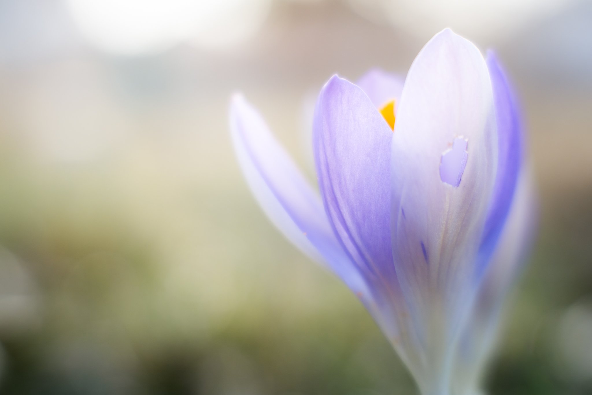 The crocuses have begun blooming as the snow has melted, and it lifts my spirits to see them open up their petals to the sunlight each morning. As I was sitting with them this afternoon, I saw two bees eagerly enjoying the nectar and pollen, and a mi