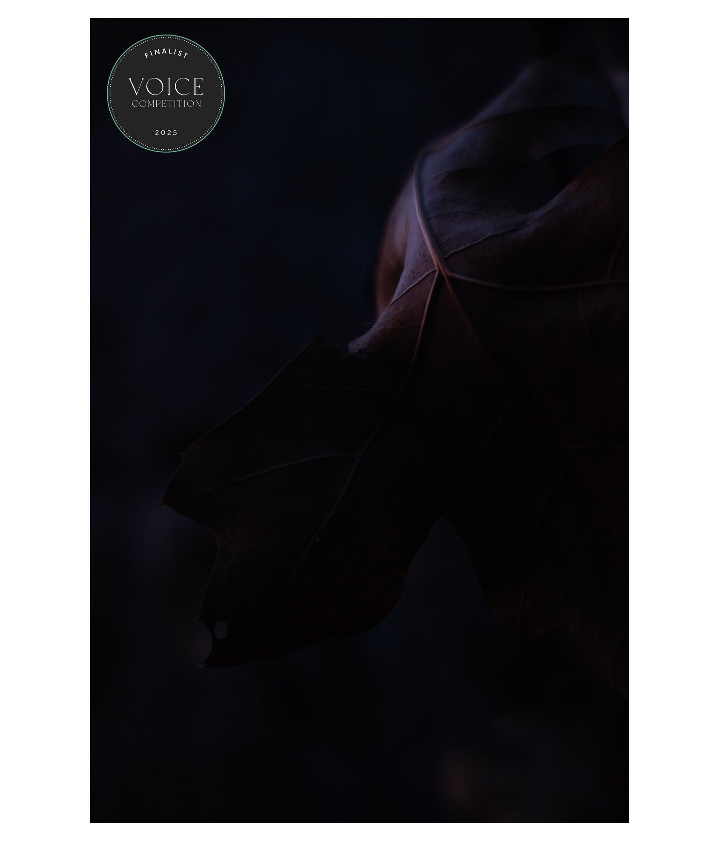 It&rsquo;s such a surprise and joy to have one of my photos selected as a finalist in the 2025 Voice Collection, especially considering there were more than 34,000 entries! My image is in the category &ldquo;Low Light&rdquo;

This is my first time ha