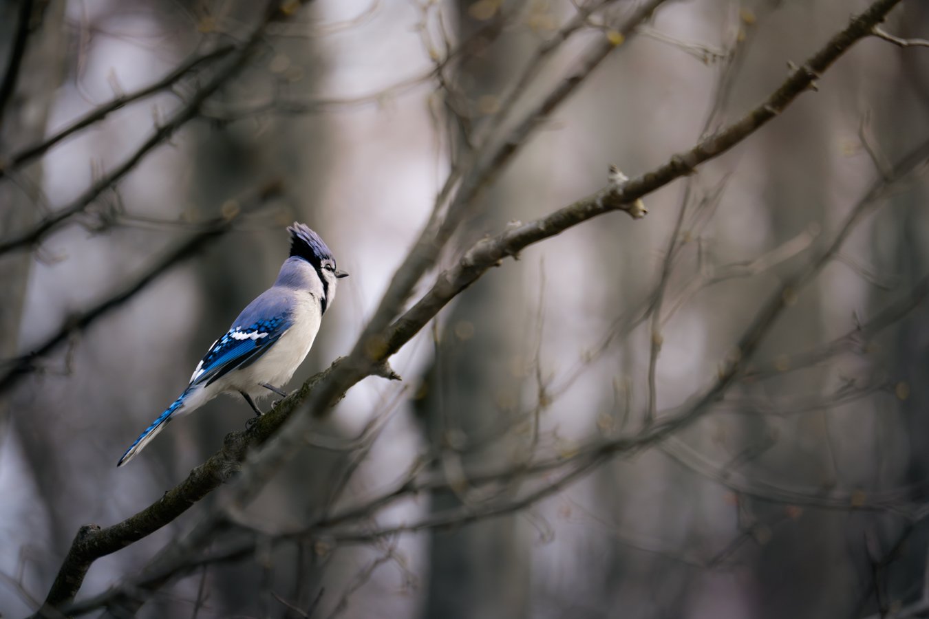 &ldquo;When dread for the world grows heavy,
or despair throws its rough sack over your head,
ponder something beautiful. &hellip;
Even under the boots of tragedy, goodness persists,
in a billion places across the earth.&rdquo;

- Steve Garnaas-Holme