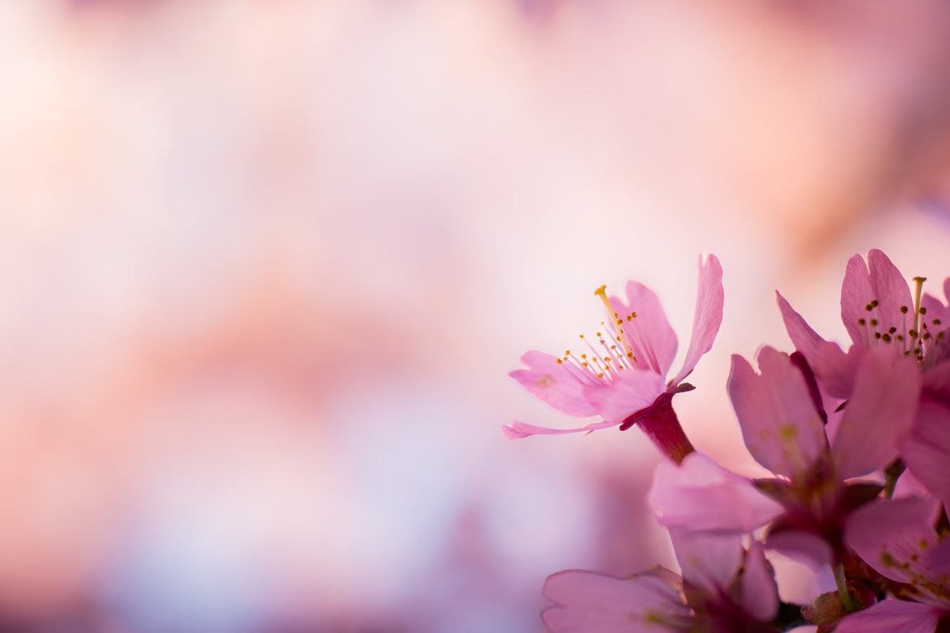 &ldquo;All around us the blossoms flurry down whispering,&nbsp;
Be patient,&nbsp;
you have an ancient beauty.&rdquo;

- Toi Derricotte, &ldquo;Cherry Blossoms&rdquo;

Cherry Blossoms
New Jersey
📸 March 2024
.
.
.
#clickcommunity #womencapturemagic #