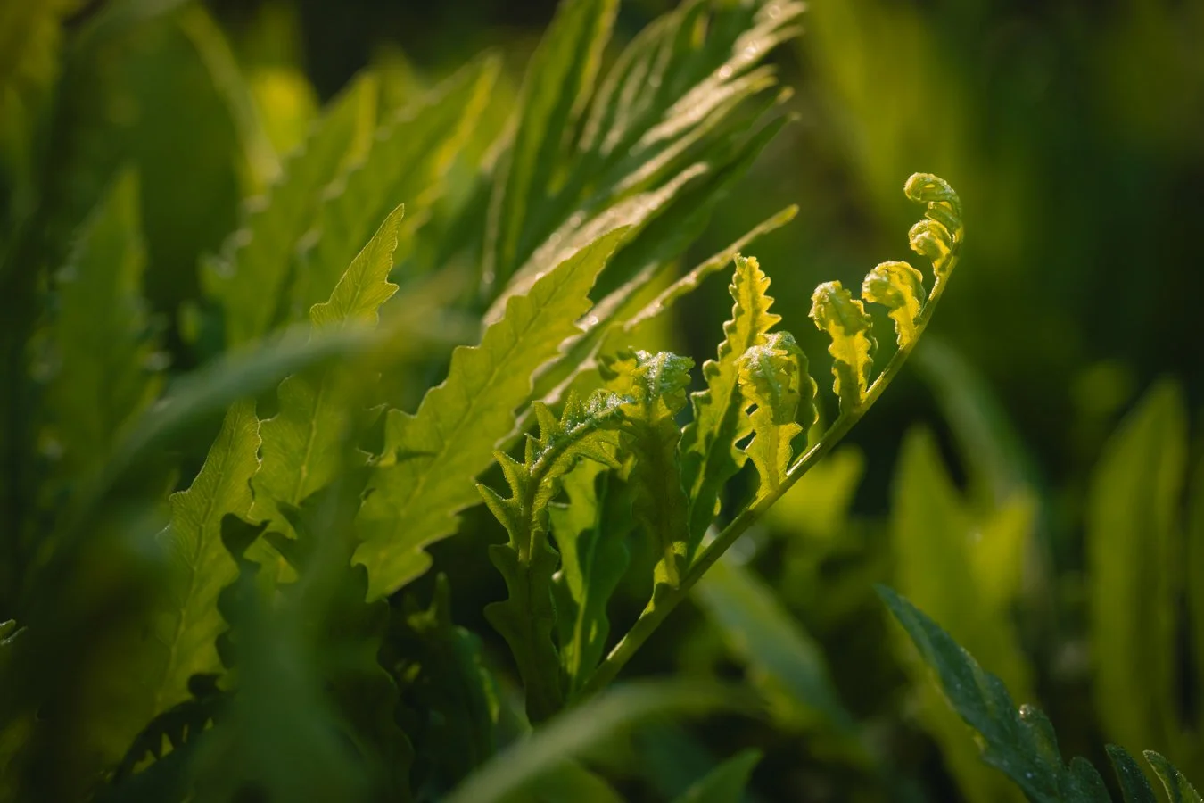 &ldquo;the green of Jesus
is breaking the ground
&hellip;and
the future is possible.&rdquo;

- Lucille Clifton, &ldquo;spring song&rdquo;

Sensitive fern (Onoclea sensibilis)
New Jersey
📸 June 2023
.
.
.
#clickcommunity #womencapturemagic #naturepho