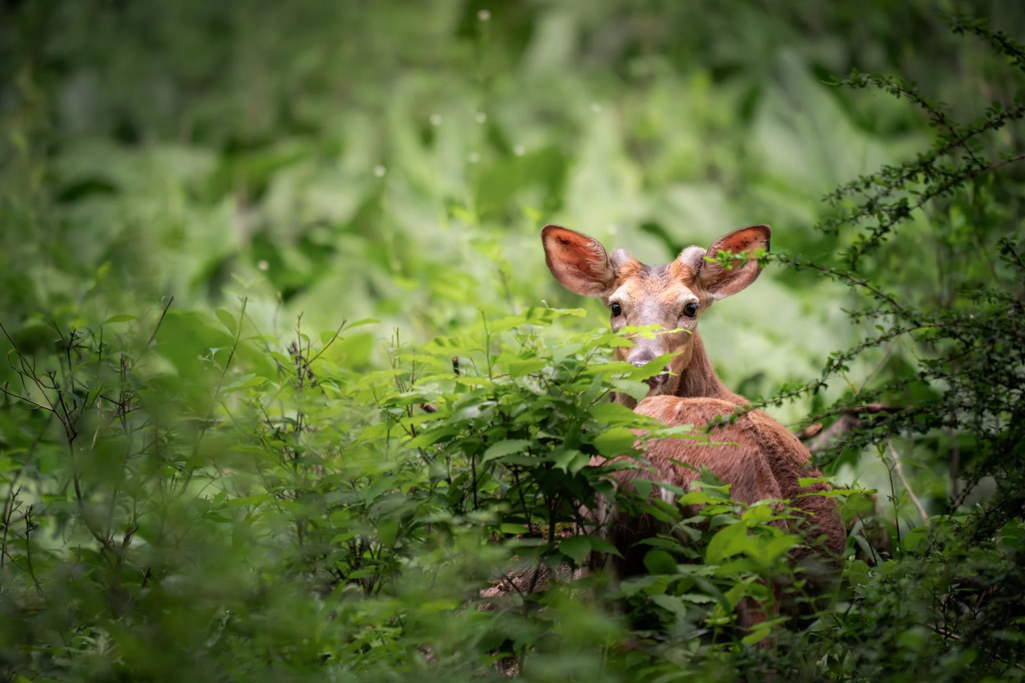 &ldquo;Close your eyes and forget this
Border of skin. Imagine the
Breeze blowing through your hair
Is the breath of the forest and
your own breath joined, rising and
falling in ancient rhythms.

Open your eyes again and see it
Is true, that there is