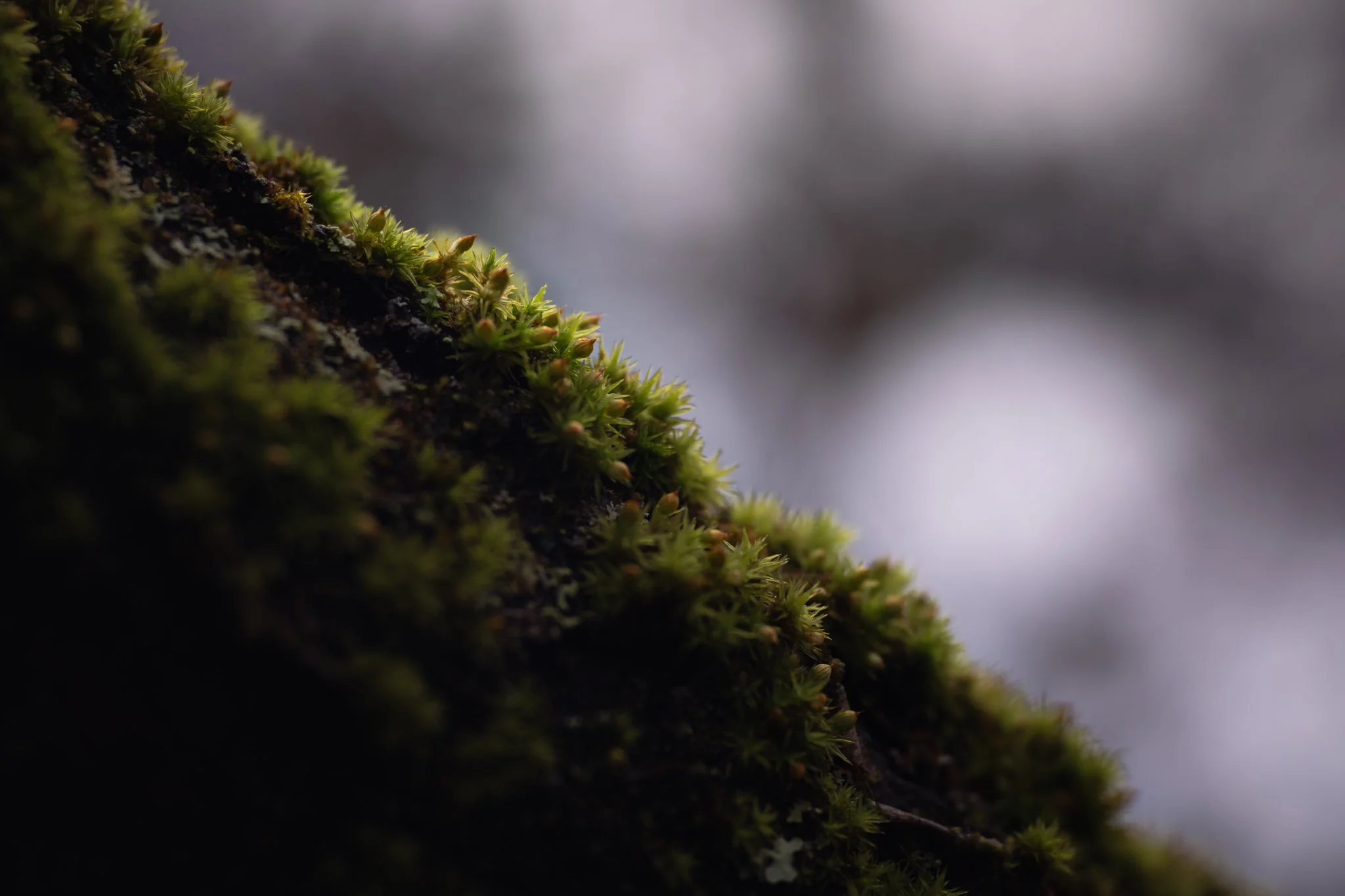 &ldquo;The patterns of reciprocity by which mosses bind together a forest community offer us a vision of what could be. They take only the little that they need and give back in abundance. Their presence supports the lives of rivers and clouds, trees